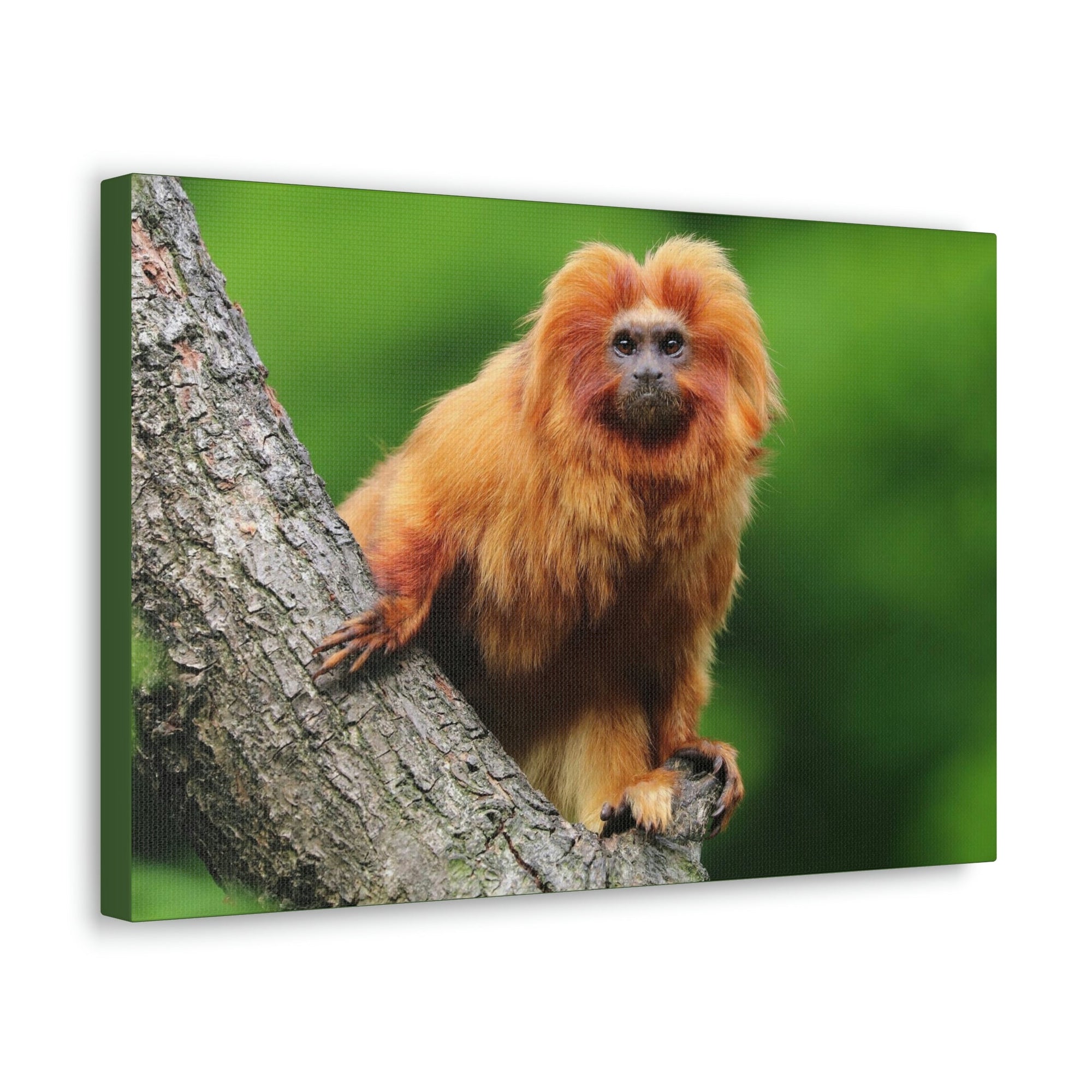 Scripture Walls Tamarin Hunting Tamarin on Hunt Print Animal Wall Art Wildlife Canvas Prints Wall Art Ready to Hang Unframed-Express Your Love Gifts