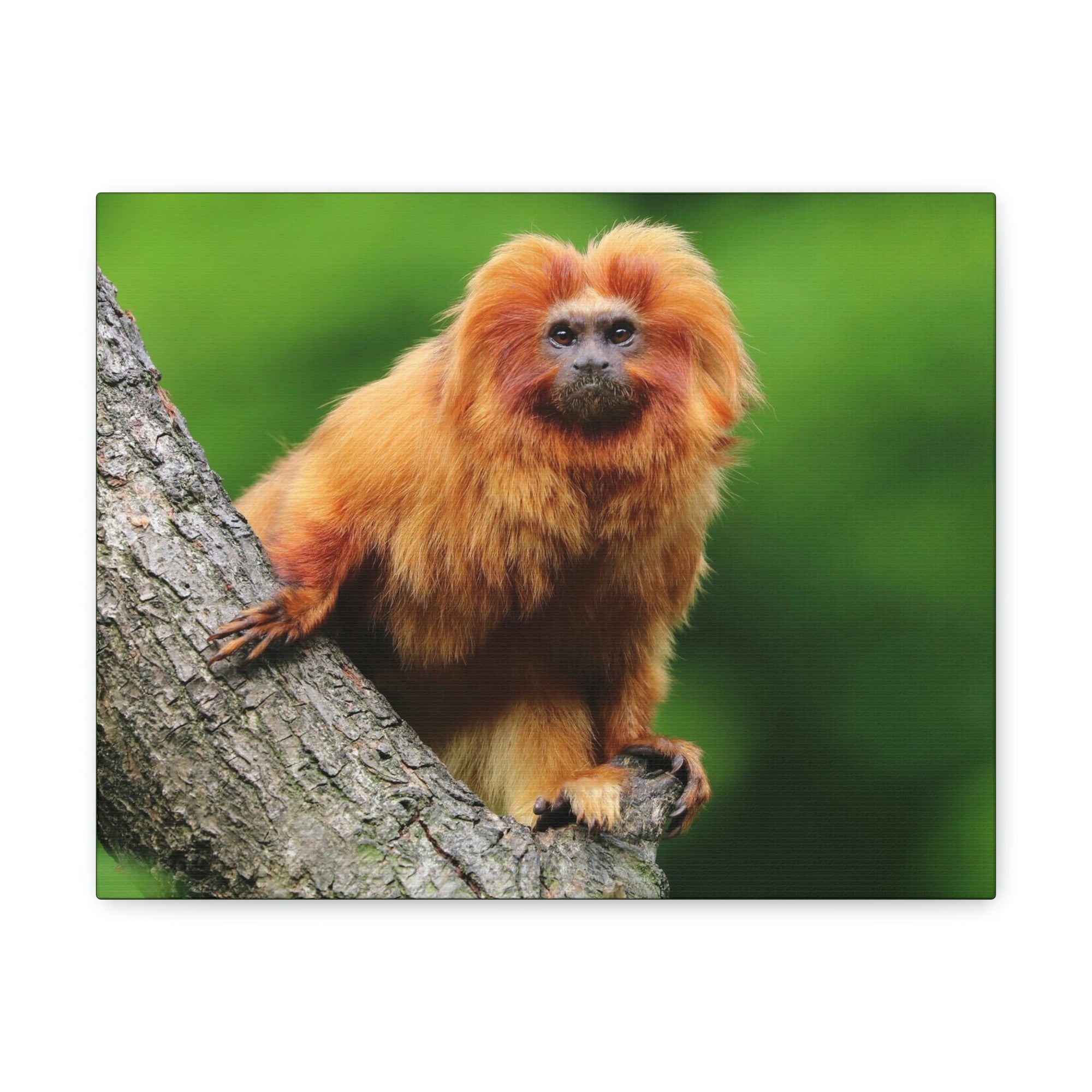 Scripture Walls Tamarin Hunting Tamarin on Hunt Print Animal Wall Art Wildlife Canvas Prints Wall Art Ready to Hang Unframed-Express Your Love Gifts