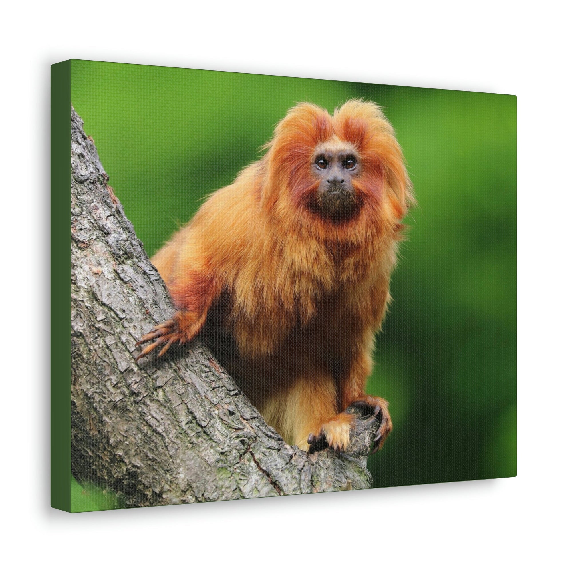 Scripture Walls Tamarin Hunting Tamarin on Hunt Print Animal Wall Art Wildlife Canvas Prints Wall Art Ready to Hang Unframed-Express Your Love Gifts