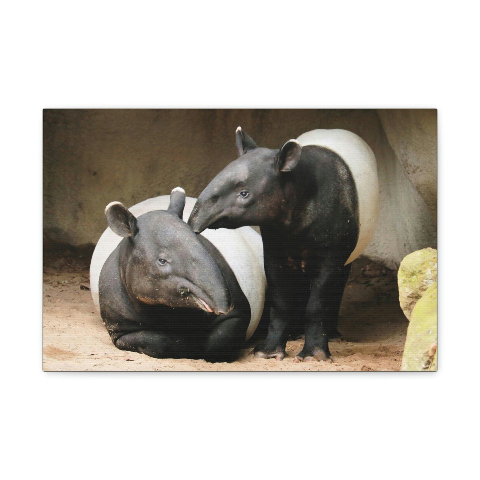 Scripture Walls Tapir Couple Tapir Couple Print Animal Wall Art Wildlife Canvas Prints Wall Art Ready to Hang Unframed-Express Your Love Gifts