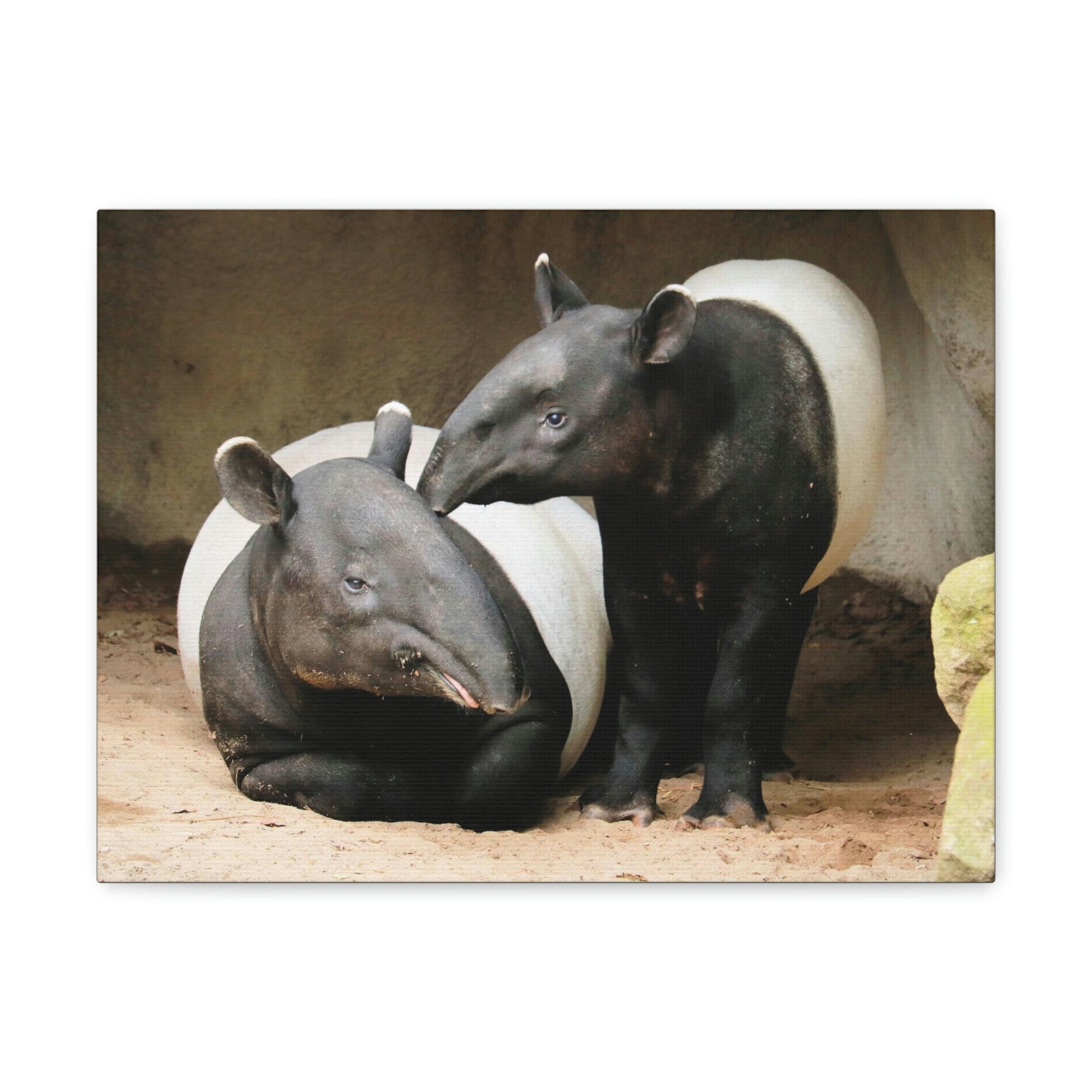 Scripture Walls Tapir Couple Tapir Couple Print Animal Wall Art Wildlife Canvas Prints Wall Art Ready to Hang Unframed-Express Your Love Gifts