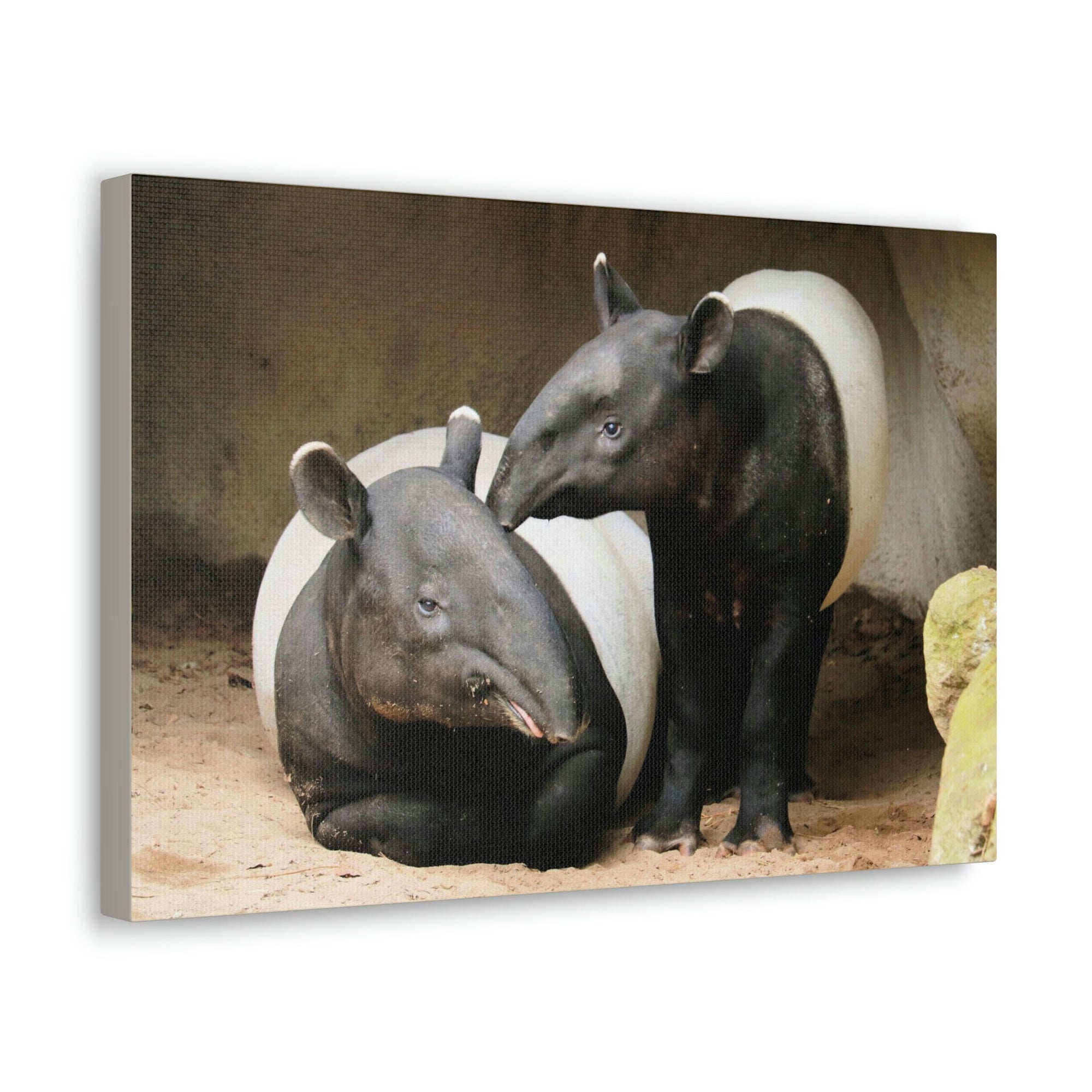 Scripture Walls Tapir Couple Tapir Couple Print Animal Wall Art Wildlife Canvas Prints Wall Art Ready to Hang Unframed-Express Your Love Gifts