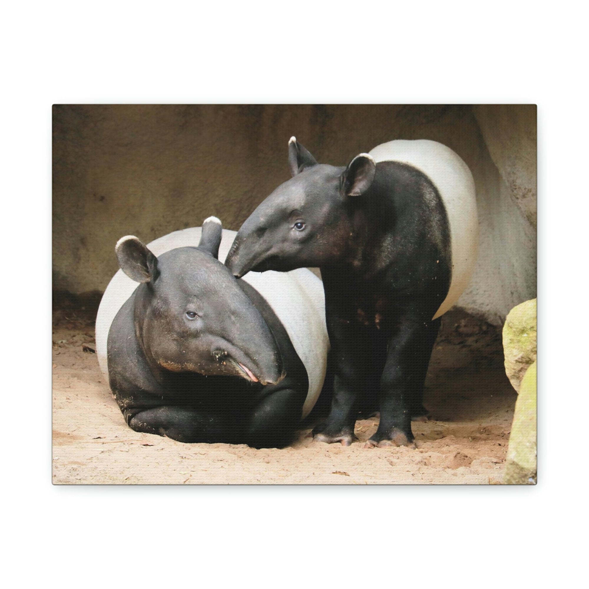 Scripture Walls Tapir Couple Tapir Couple Print Animal Wall Art Wildlife Canvas Prints Wall Art Ready to Hang Unframed-Express Your Love Gifts