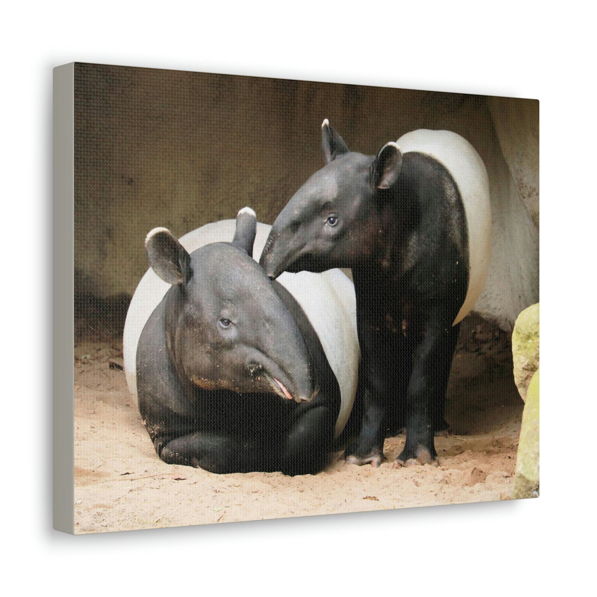 Scripture Walls Tapir Couple Tapir Couple Print Animal Wall Art Wildlife Canvas Prints Wall Art Ready to Hang Unframed-Express Your Love Gifts