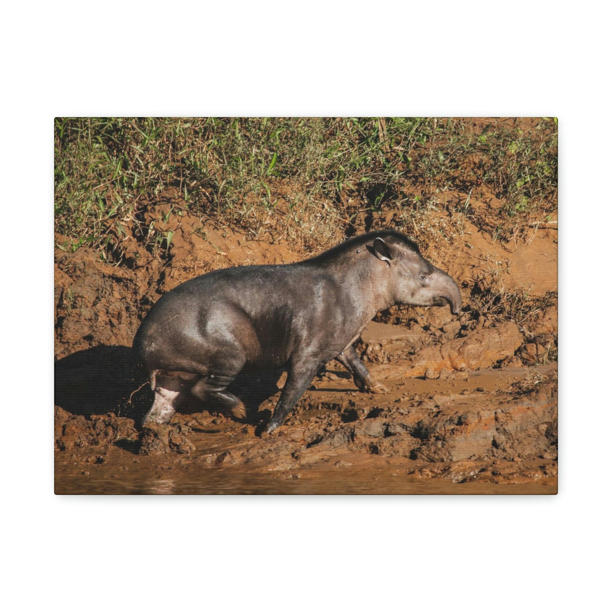 Scripture Walls Tapir Hunting Tapir on Hunt Print Animal Wall Art Wildlife Canvas Prints Wall Art Ready to Hang Unframed-Express Your Love Gifts