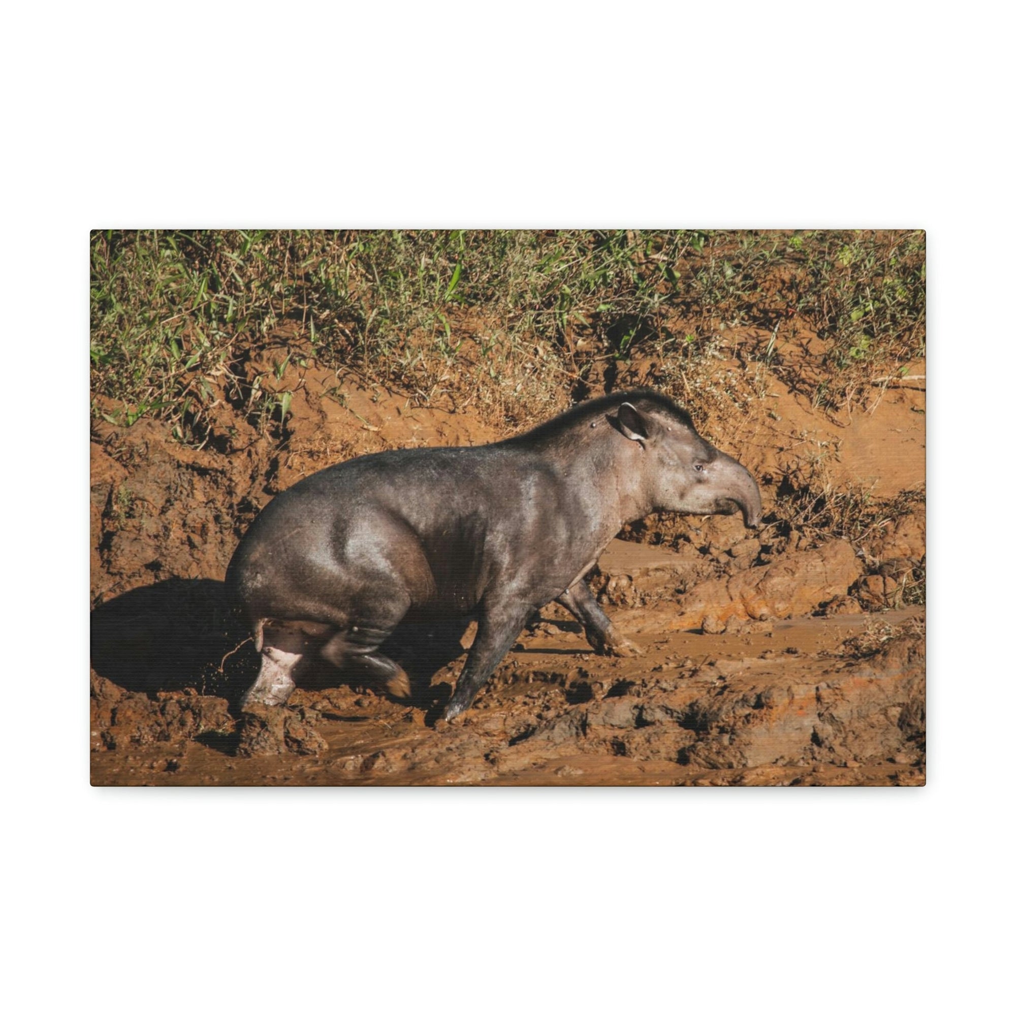 Scripture Walls Tapir Hunting Tapir on Hunt Print Animal Wall Art Wildlife Canvas Prints Wall Art Ready to Hang Unframed-Express Your Love Gifts