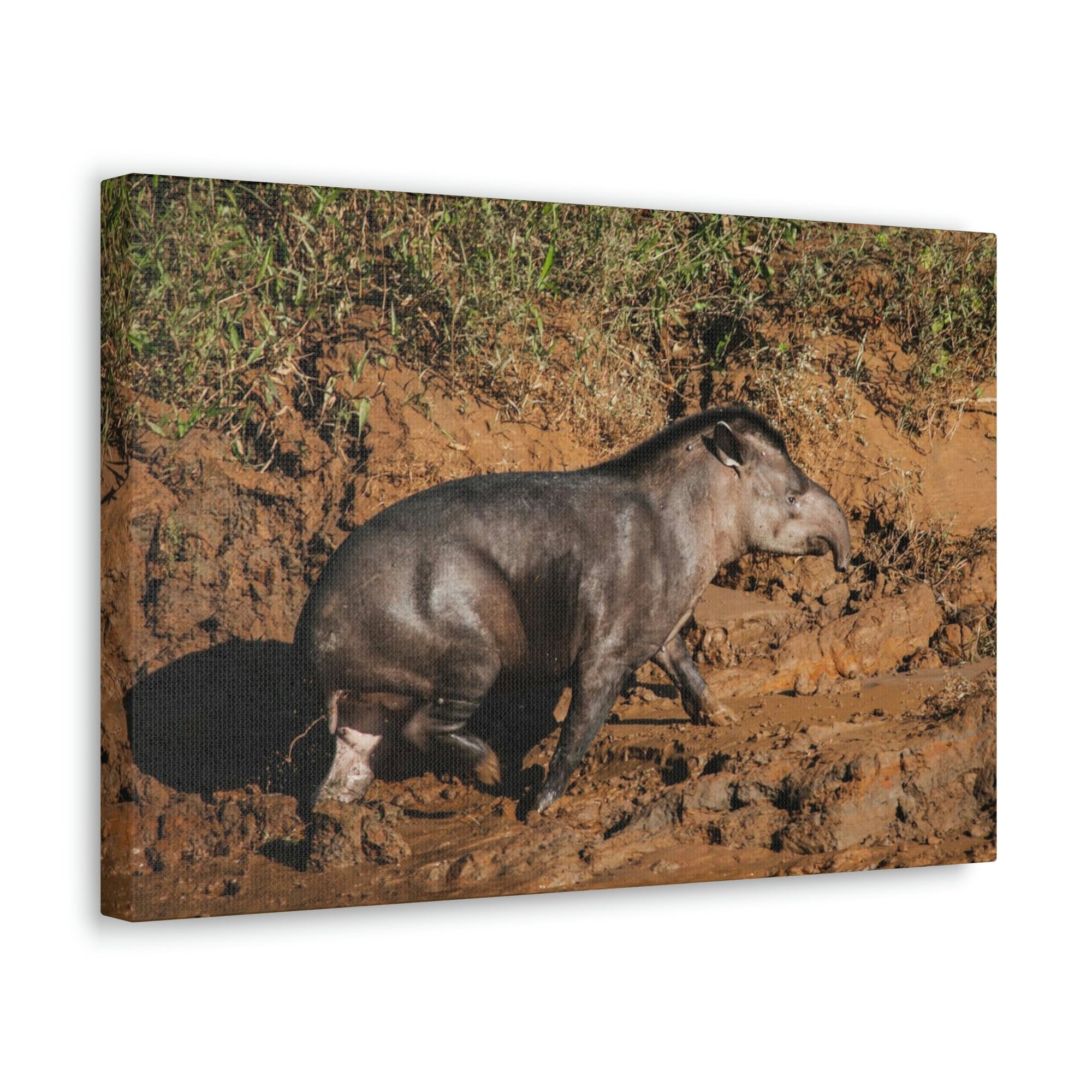 Scripture Walls Tapir Hunting Tapir on Hunt Print Animal Wall Art Wildlife Canvas Prints Wall Art Ready to Hang Unframed-Express Your Love Gifts