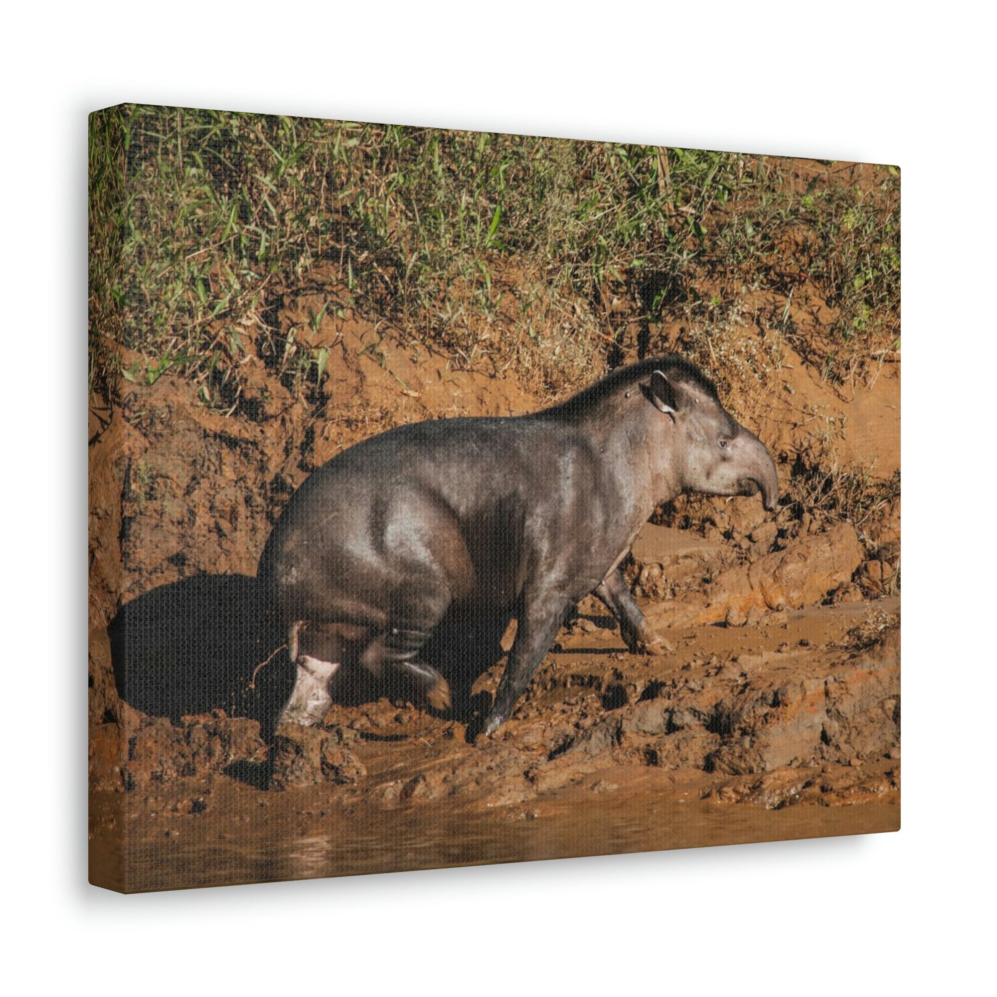 Scripture Walls Tapir Hunting Tapir on Hunt Print Animal Wall Art Wildlife Canvas Prints Wall Art Ready to Hang Unframed-Express Your Love Gifts