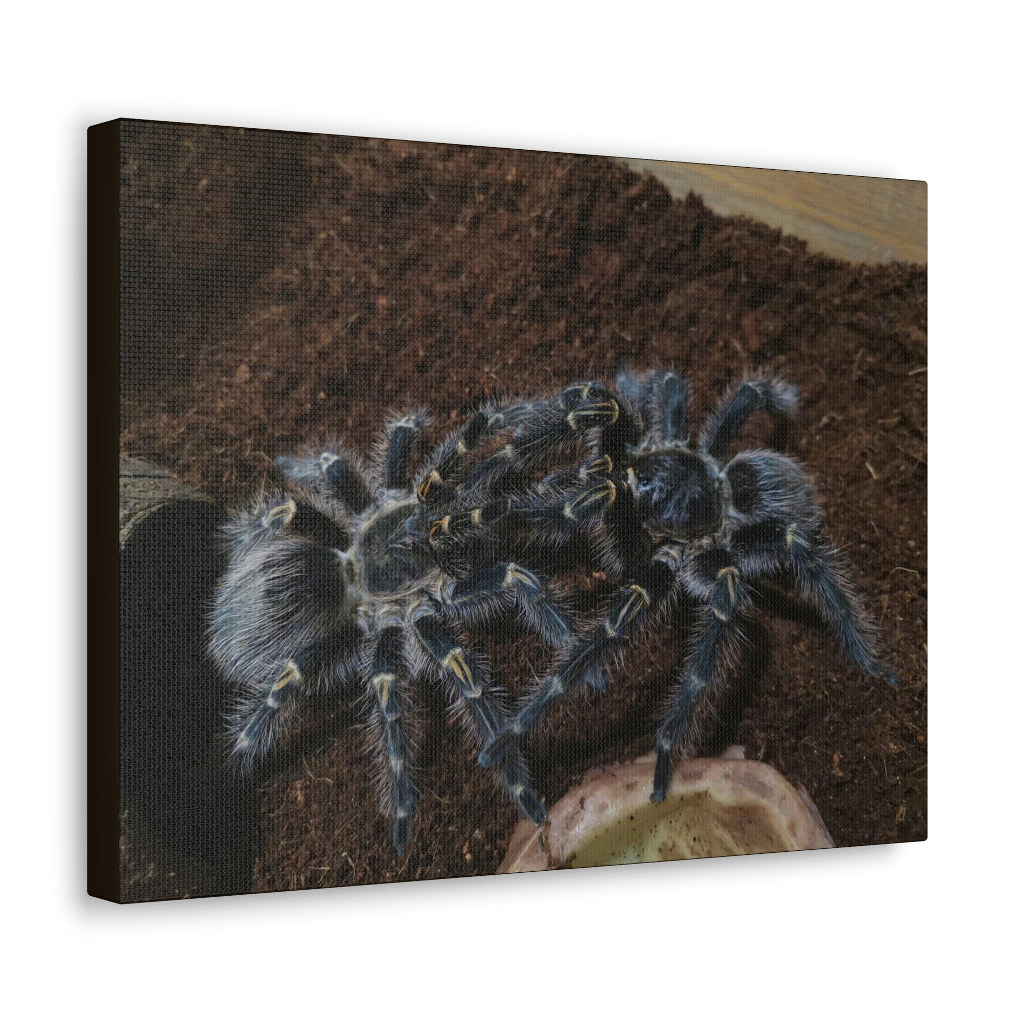 Scripture Walls Tarantula Group Tarantula Troop Print Animal Wall Art Wildlife Canvas Prints Wall Art Ready to Hang Unframed-Express Your Love Gifts