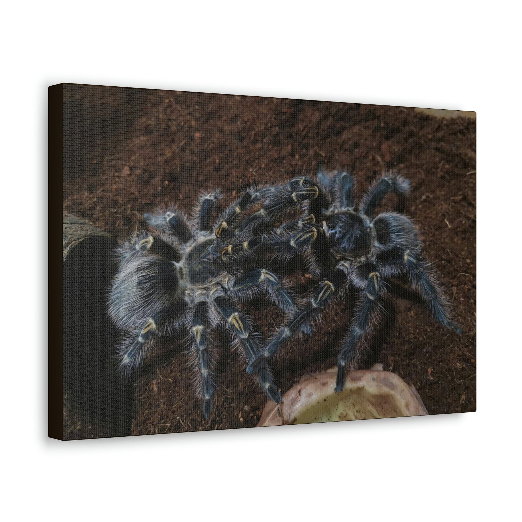 Scripture Walls Tarantula Group Tarantula Troop Print Animal Wall Art Wildlife Canvas Prints Wall Art Ready to Hang Unframed-Express Your Love Gifts