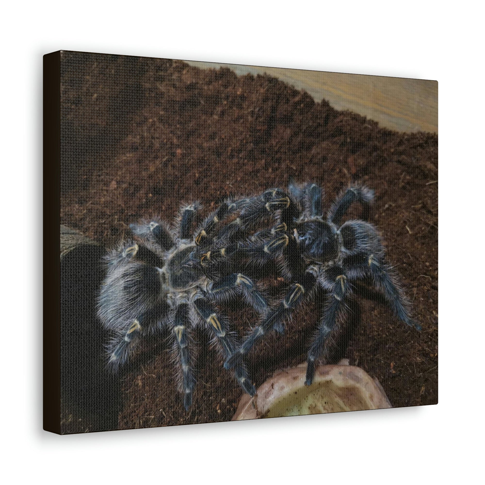 Scripture Walls Tarantula Group Tarantula Troop Print Animal Wall Art Wildlife Canvas Prints Wall Art Ready to Hang Unframed-Express Your Love Gifts