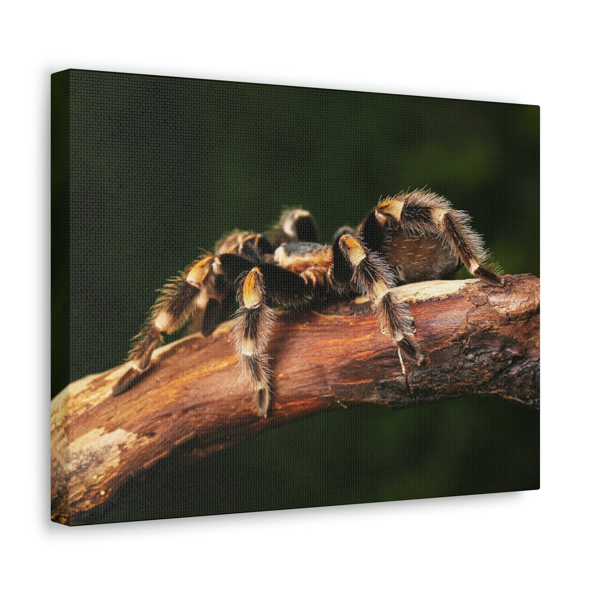 Scripture Walls Tarantula Hunting Tarantula on Hunt Print Animal Wall Art Wildlife Canvas Prints Wall Art Ready to Hang Unframed-Express Your Love Gifts