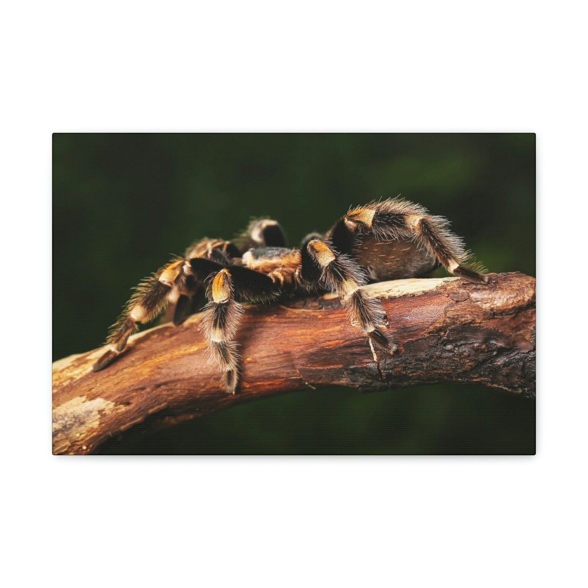 Scripture Walls Tarantula Hunting Tarantula on Hunt Print Animal Wall Art Wildlife Canvas Prints Wall Art Ready to Hang Unframed-Express Your Love Gifts