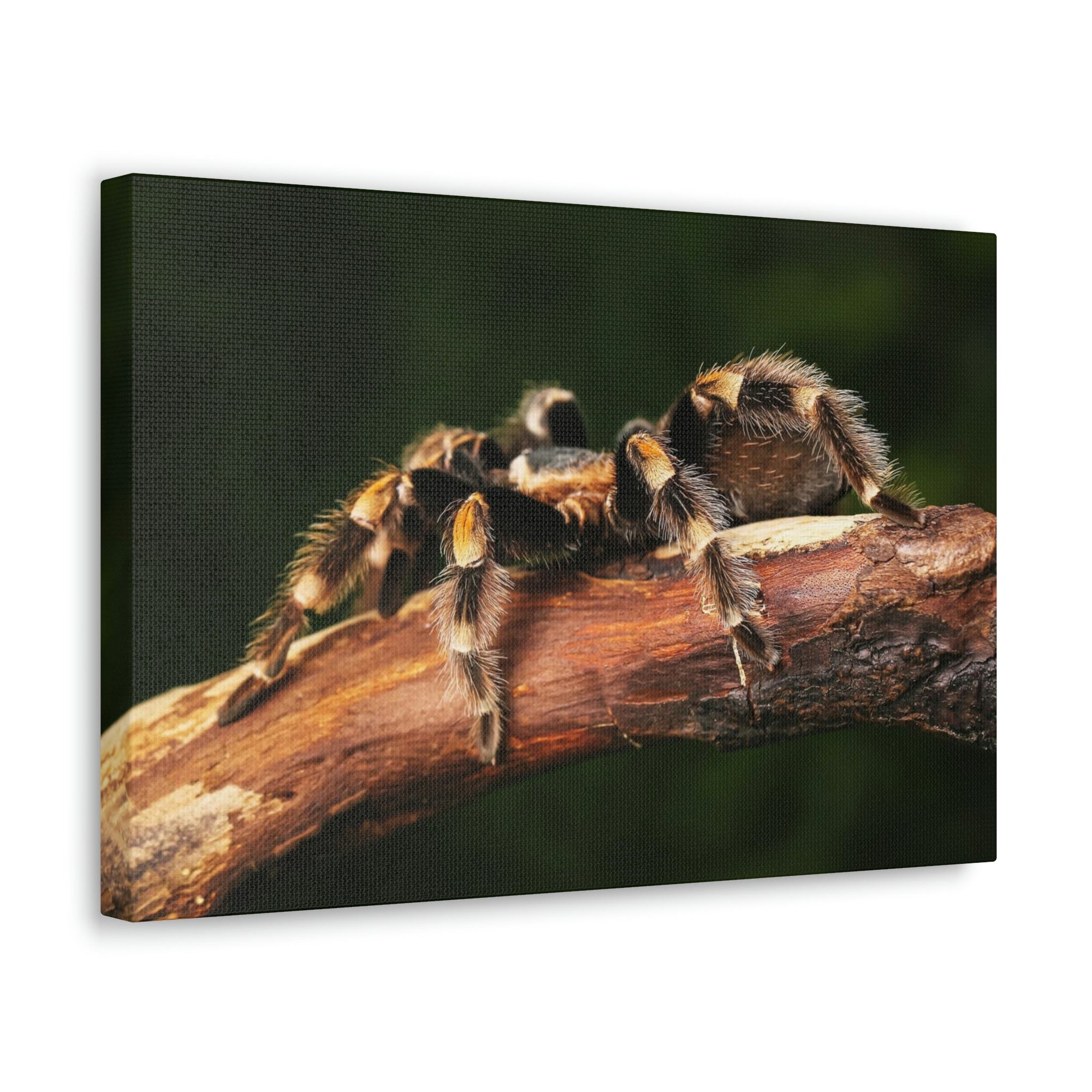 Scripture Walls Tarantula Hunting Tarantula on Hunt Print Animal Wall Art Wildlife Canvas Prints Wall Art Ready to Hang Unframed-Express Your Love Gifts