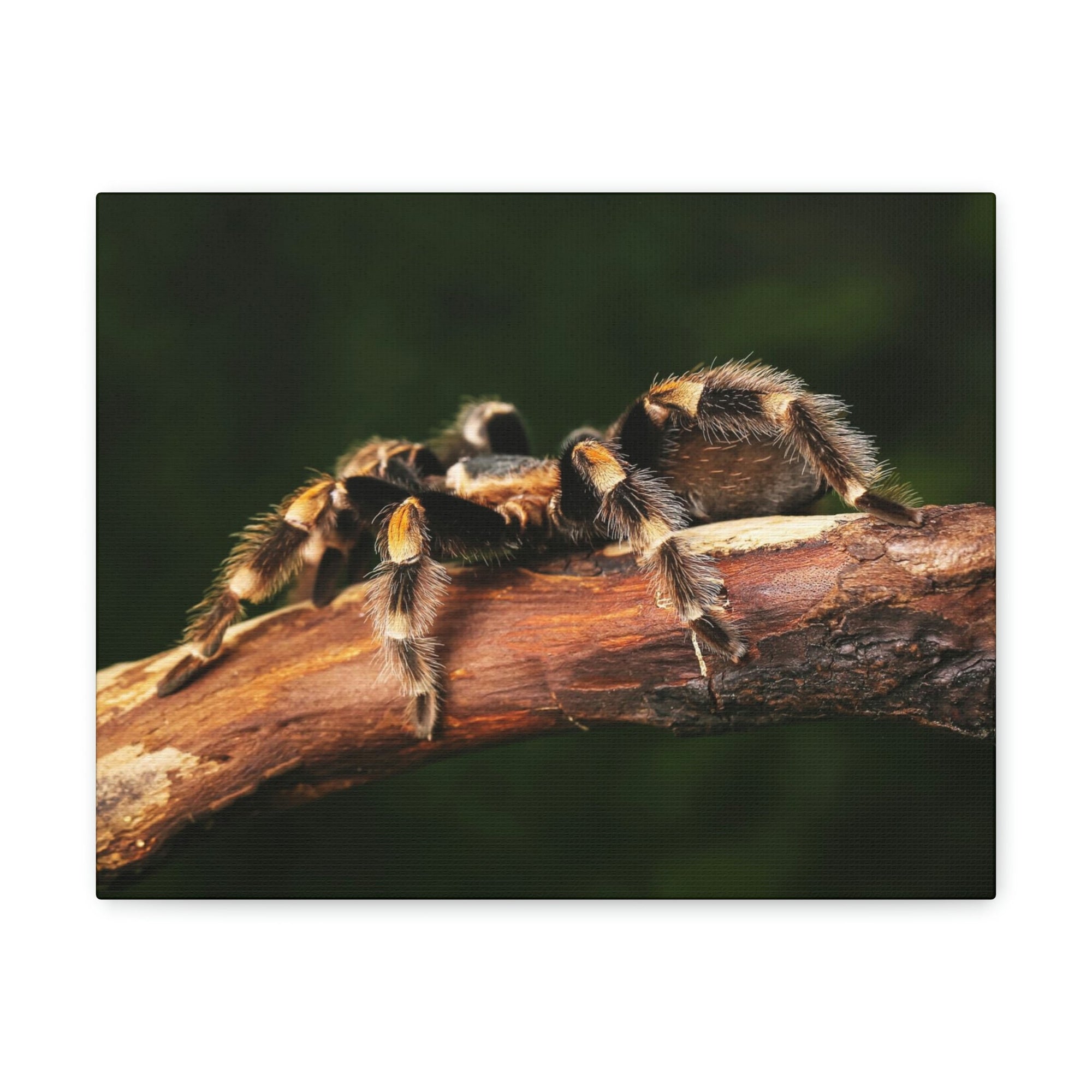 Scripture Walls Tarantula Hunting Tarantula on Hunt Print Animal Wall Art Wildlife Canvas Prints Wall Art Ready to Hang Unframed-Express Your Love Gifts