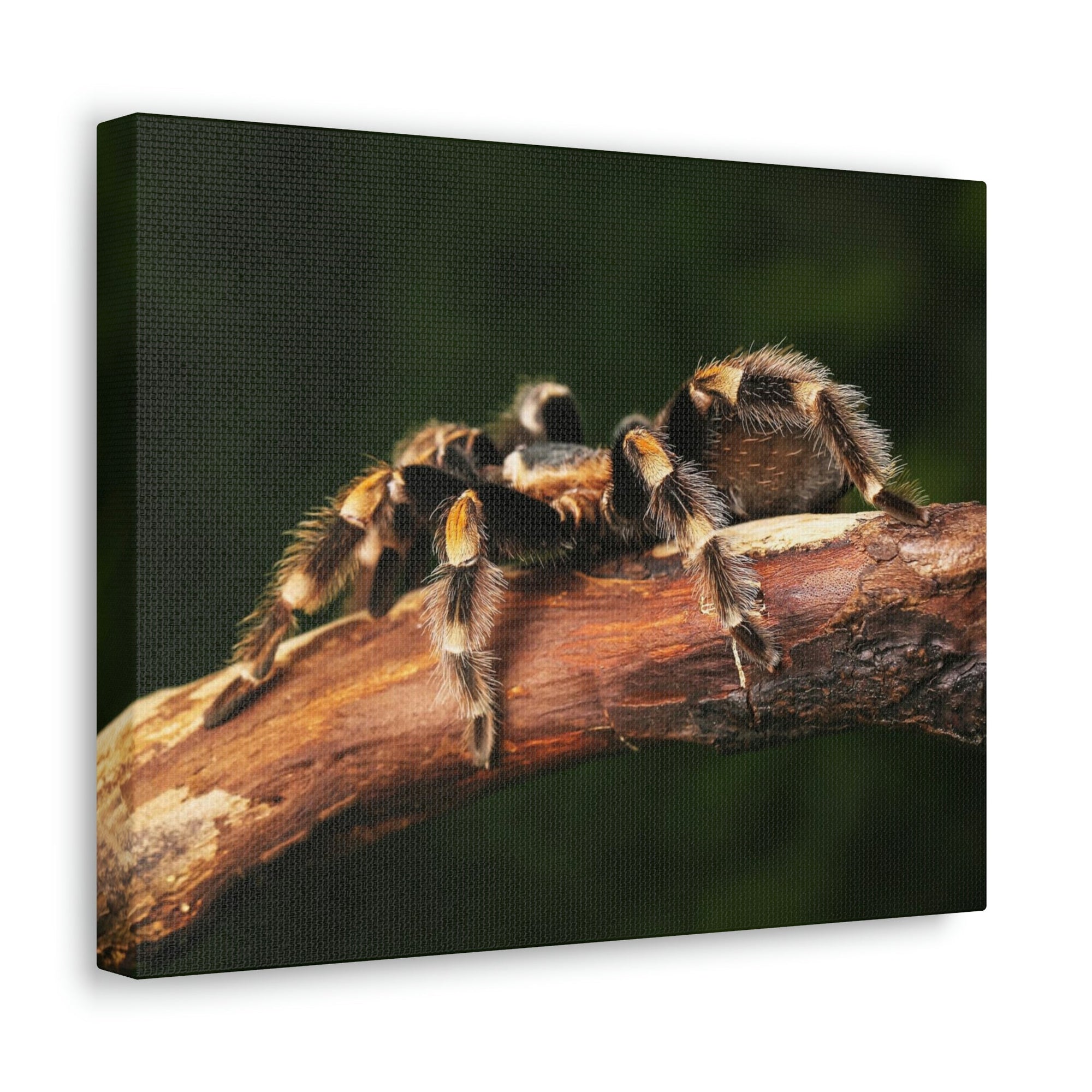 Scripture Walls Tarantula Hunting Tarantula on Hunt Print Animal Wall Art Wildlife Canvas Prints Wall Art Ready to Hang Unframed-Express Your Love Gifts