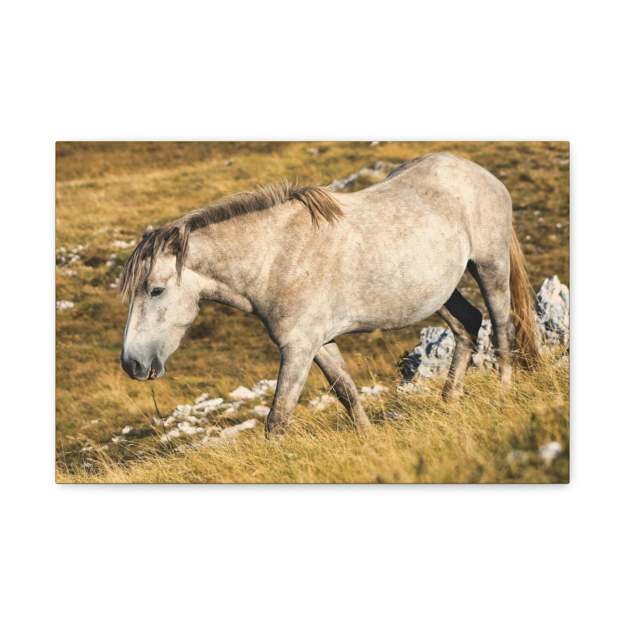 Scripture Walls Tarpan Hunting Tarpan on Hunt Print Animal Wall Art Wildlife Canvas Prints Wall Art Ready to Hang Unframed-Express Your Love Gifts