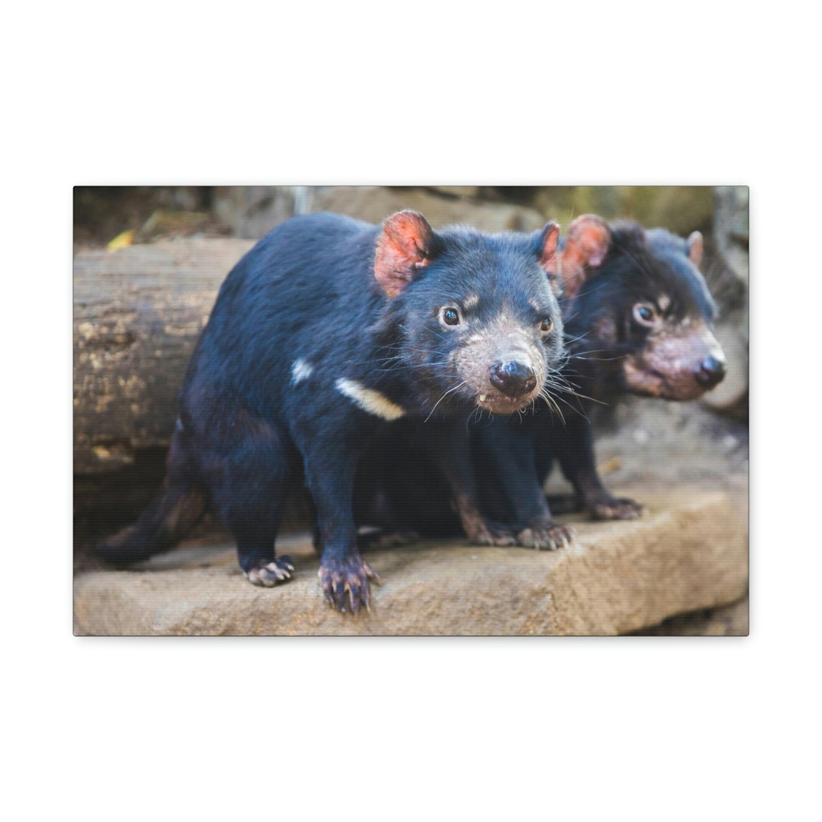 Scripture Walls Tasmanian Devil Couple Tasmanian Devil Couple Print Animal Wall Art Wildlife Canvas Prints Wall Art Ready to Hang Unframed-Express Your Love Gifts