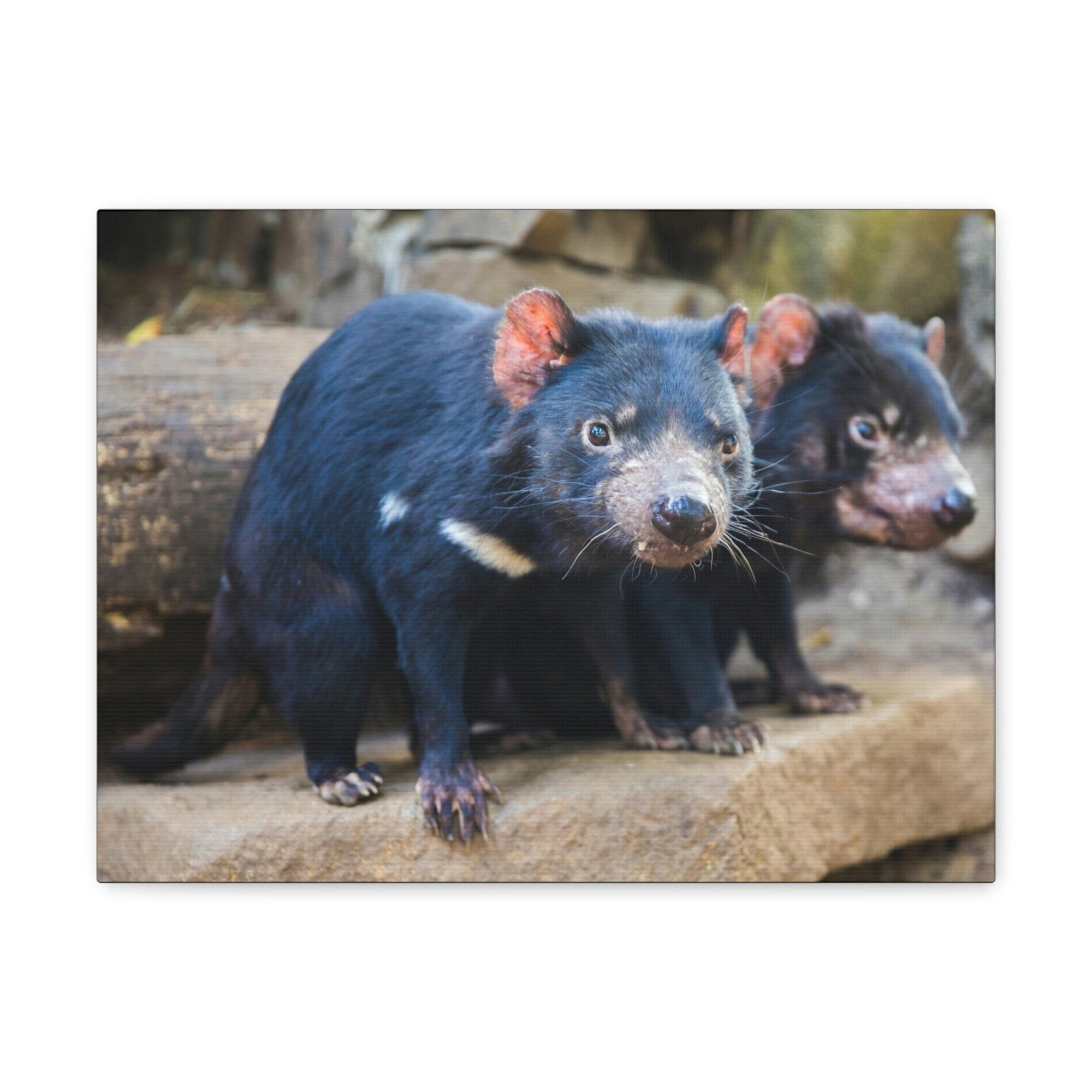 Scripture Walls Tasmanian Devil Couple Tasmanian Devil Couple Print Animal Wall Art Wildlife Canvas Prints Wall Art Ready to Hang Unframed-Express Your Love Gifts