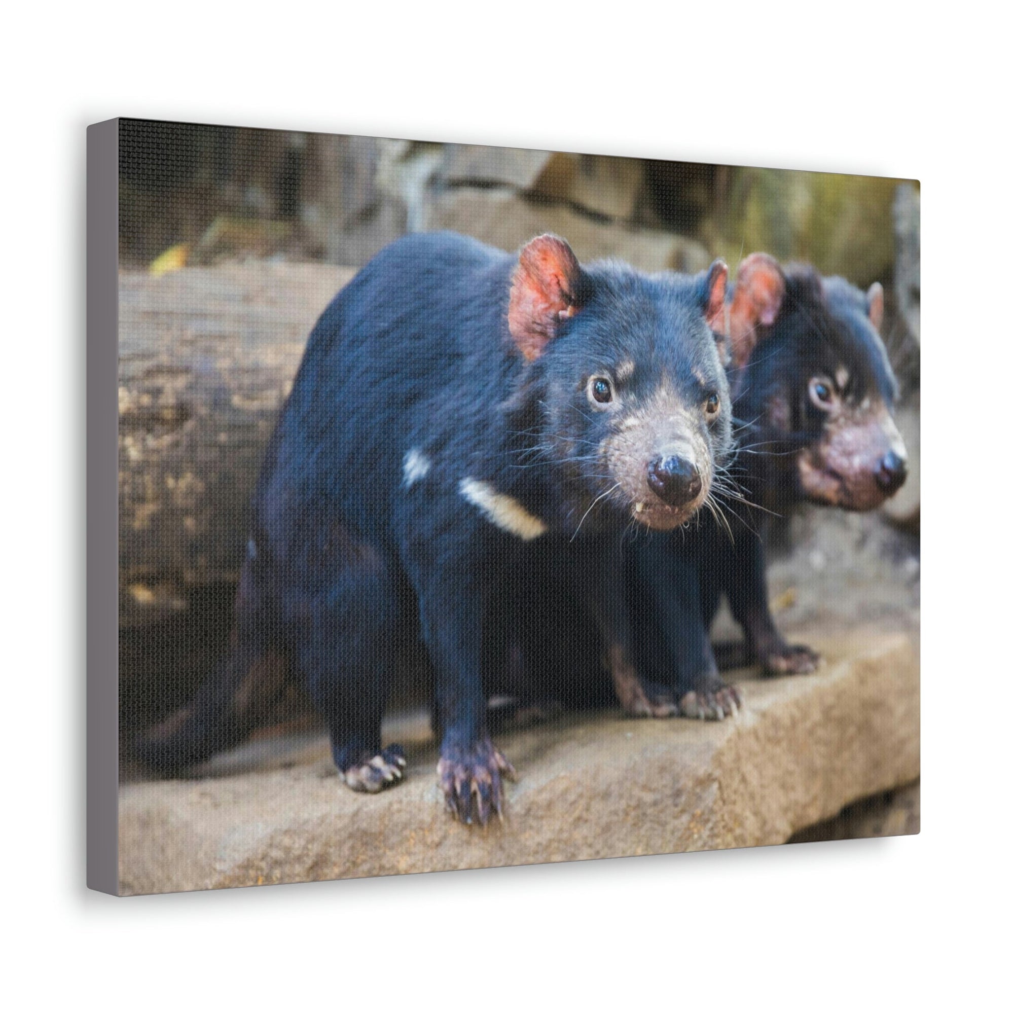 Scripture Walls Tasmanian Devil Couple Tasmanian Devil Couple Print Animal Wall Art Wildlife Canvas Prints Wall Art Ready to Hang Unframed-Express Your Love Gifts