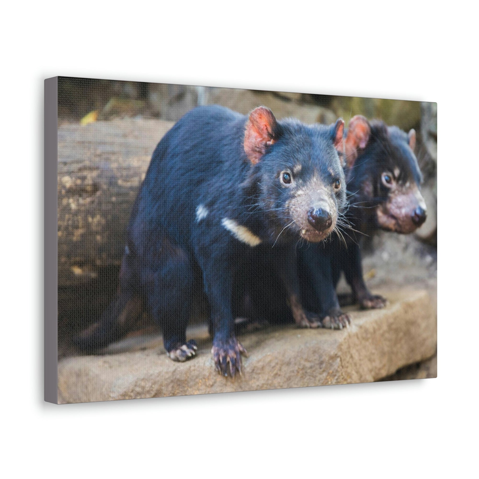 Scripture Walls Tasmanian Devil Couple Tasmanian Devil Couple Print Animal Wall Art Wildlife Canvas Prints Wall Art Ready to Hang Unframed-Express Your Love Gifts