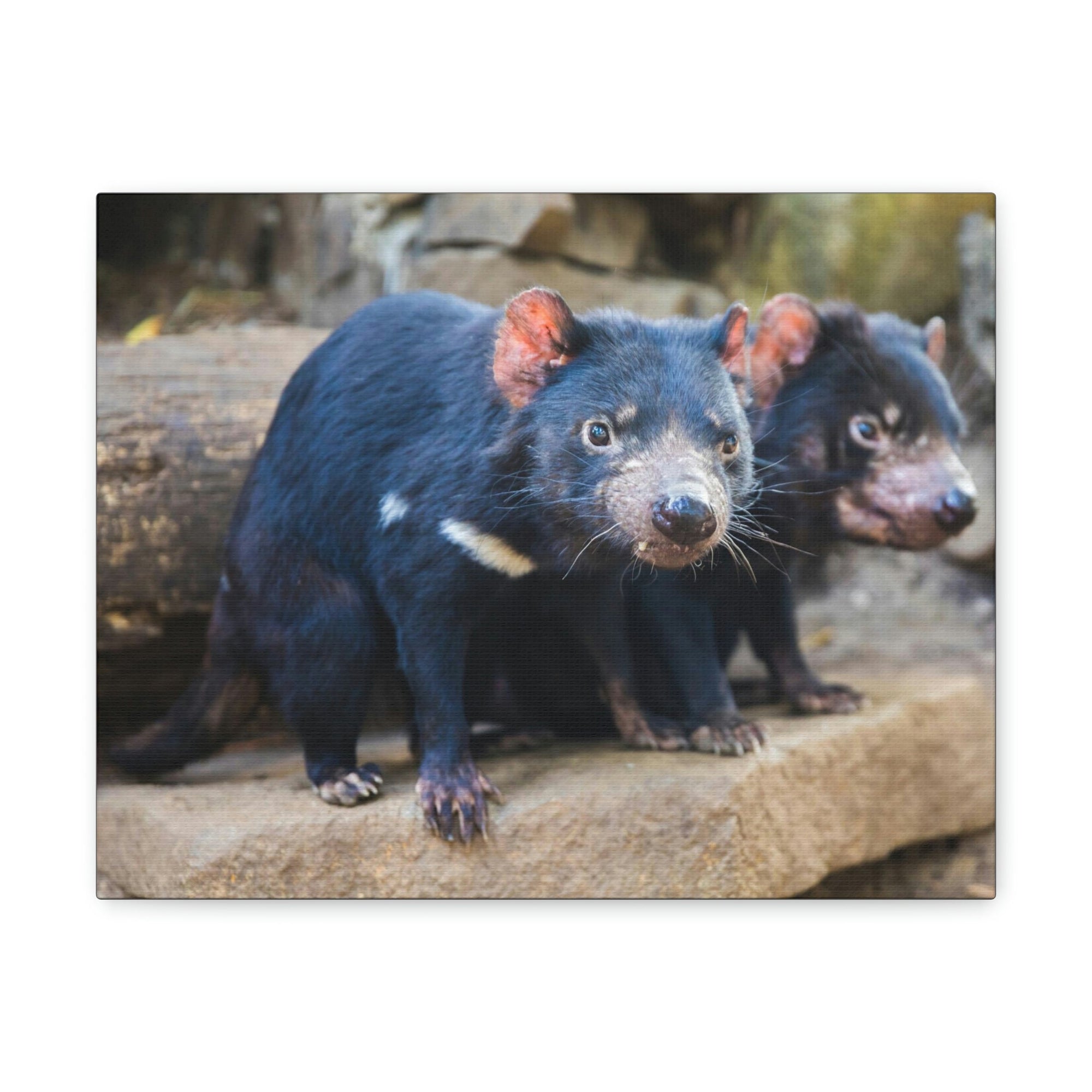 Scripture Walls Tasmanian Devil Couple Tasmanian Devil Couple Print Animal Wall Art Wildlife Canvas Prints Wall Art Ready to Hang Unframed-Express Your Love Gifts