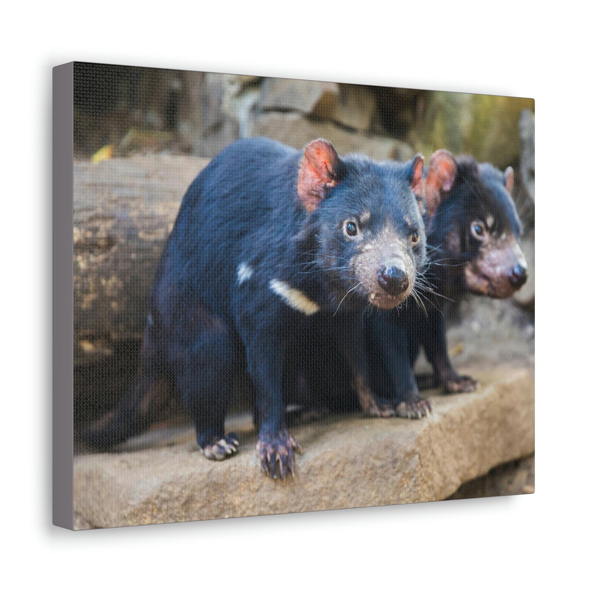 Scripture Walls Tasmanian Devil Couple Tasmanian Devil Couple Print Animal Wall Art Wildlife Canvas Prints Wall Art Ready to Hang Unframed-Express Your Love Gifts