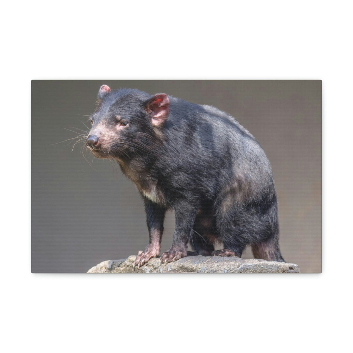 Scripture Walls Tasmanian Devil Hunting Tasmanian Devil on Hunt Print Animal Wall Art Wildlife Canvas Prints Wall Art Ready to Hang Unframed-Express Your Love Gifts