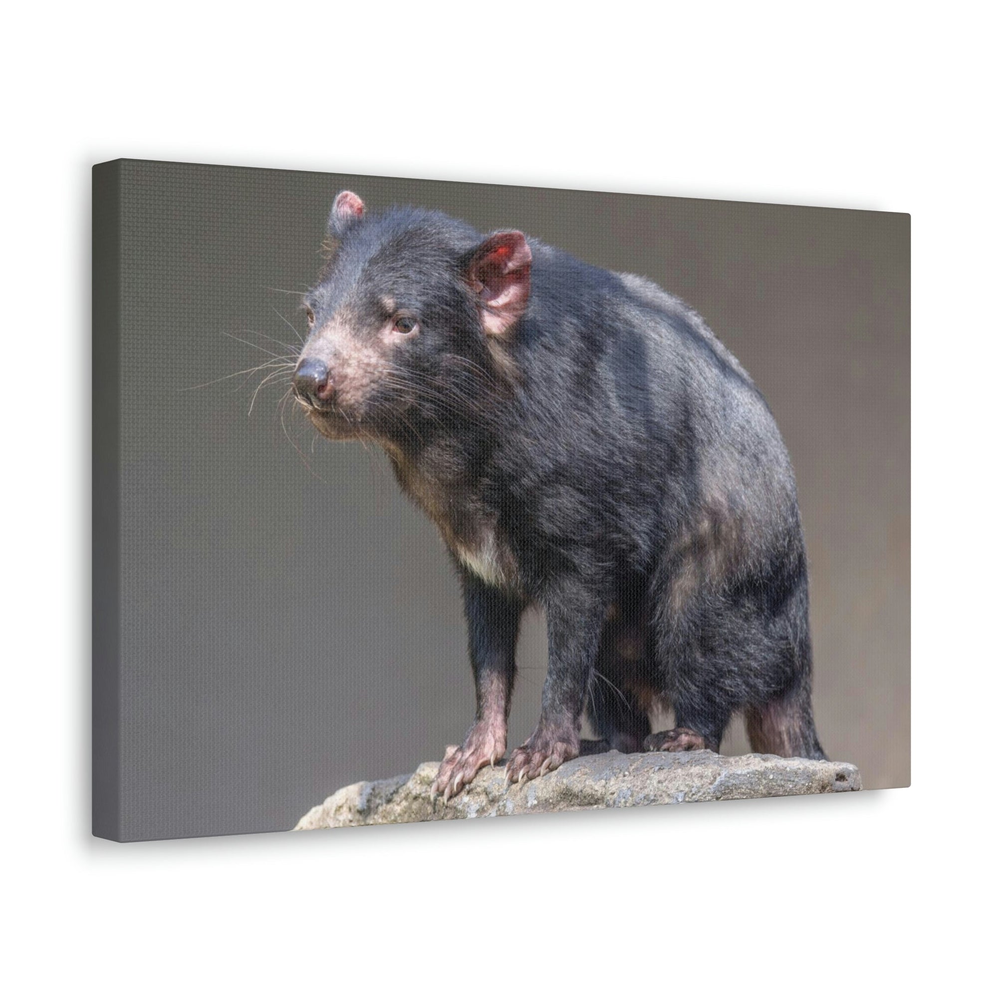 Scripture Walls Tasmanian Devil Hunting Tasmanian Devil on Hunt Print Animal Wall Art Wildlife Canvas Prints Wall Art Ready to Hang Unframed-Express Your Love Gifts