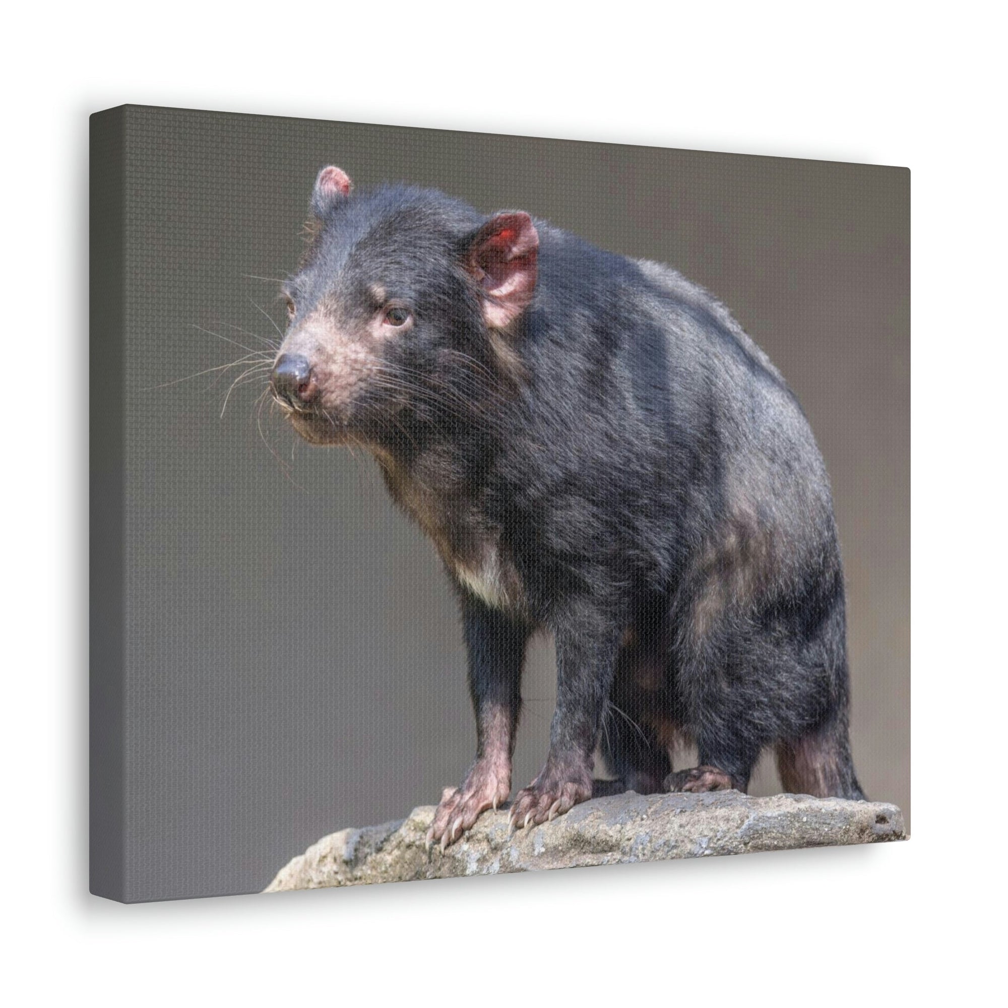 Scripture Walls Tasmanian Devil Hunting Tasmanian Devil on Hunt Print Animal Wall Art Wildlife Canvas Prints Wall Art Ready to Hang Unframed-Express Your Love Gifts