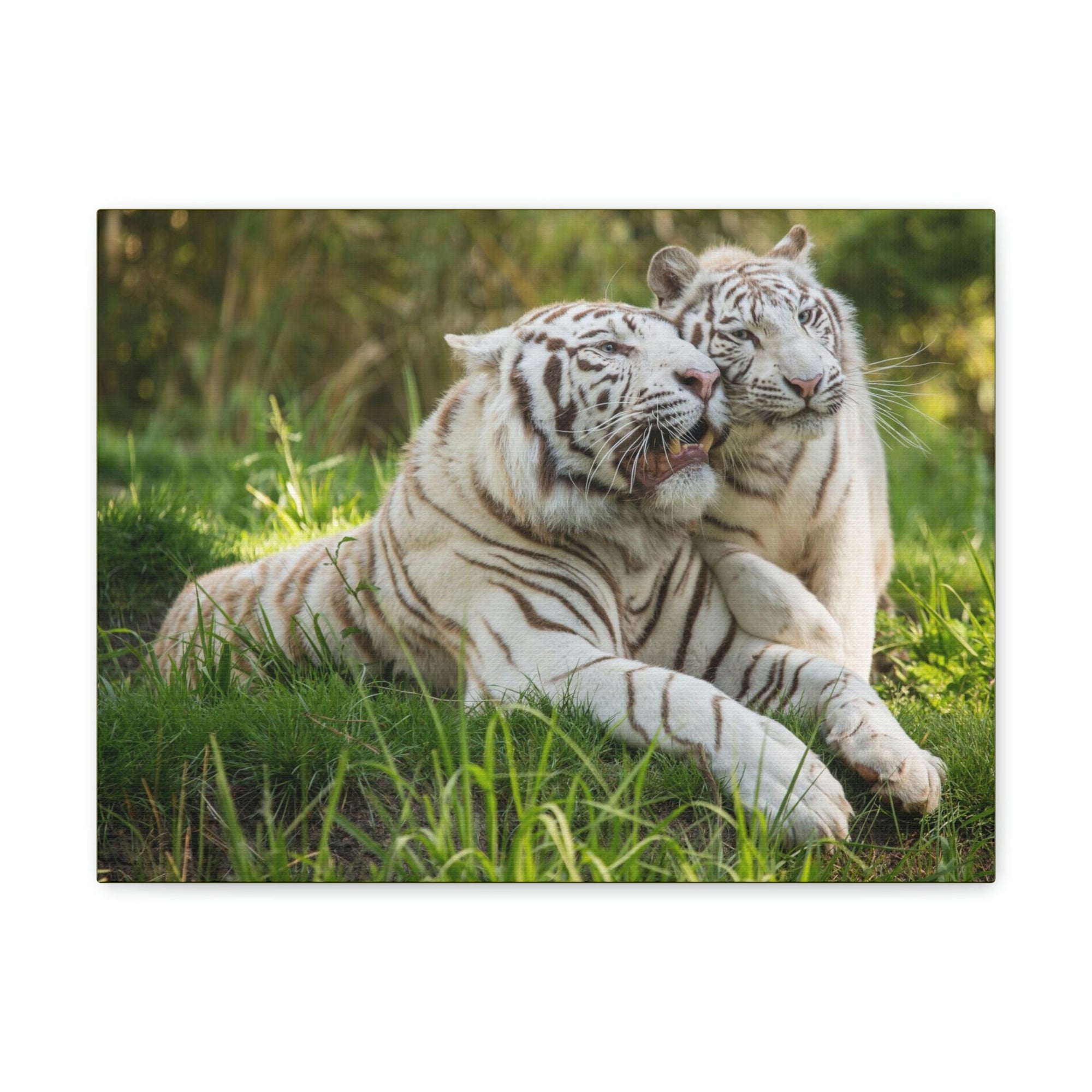 Scripture Walls Tiger Couple Tiger Couple Print Animal Wall Art Wildlife Canvas Prints Wall Art Ready to Hang Unframed-Express Your Love Gifts