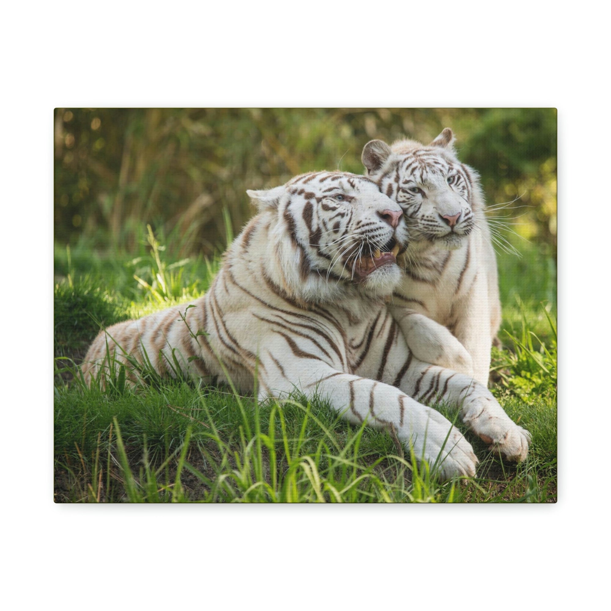 Scripture Walls Tiger Couple Tiger Couple Print Animal Wall Art Wildlife Canvas Prints Wall Art Ready to Hang Unframed-Express Your Love Gifts