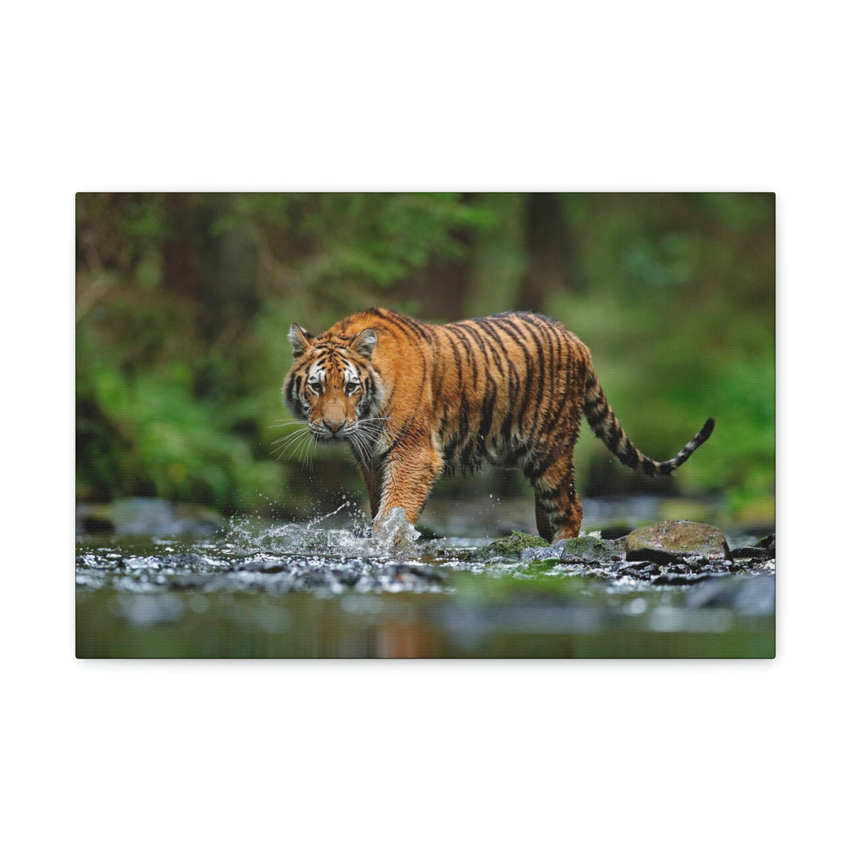 Scripture Walls Tiger Hunting Tiger on Hunt Print Animal Wall Art Wildlife Canvas Prints Wall Art Ready to Hang Unframed-Express Your Love Gifts