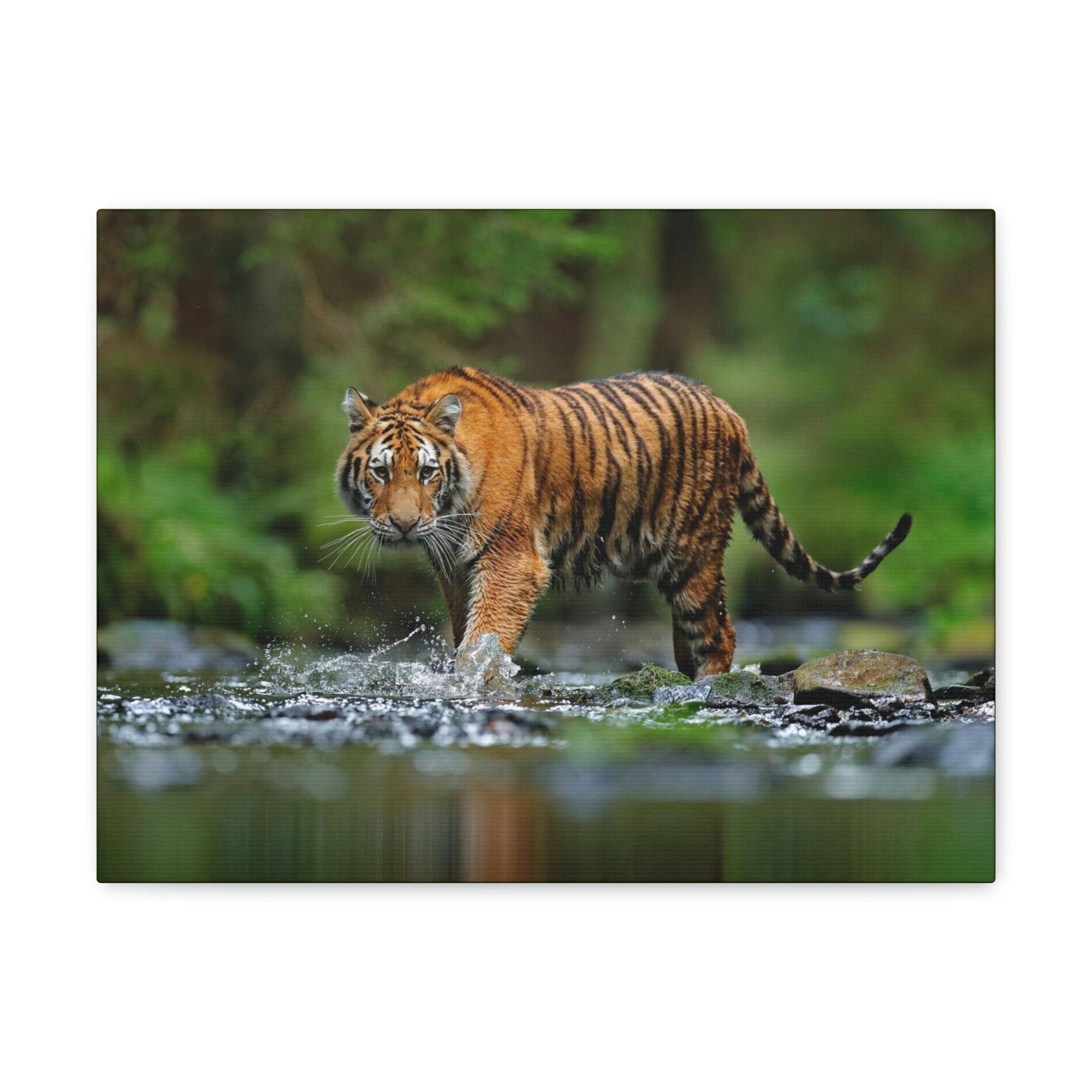 Scripture Walls Tiger Hunting Tiger on Hunt Print Animal Wall Art Wildlife Canvas Prints Wall Art Ready to Hang Unframed-Express Your Love Gifts