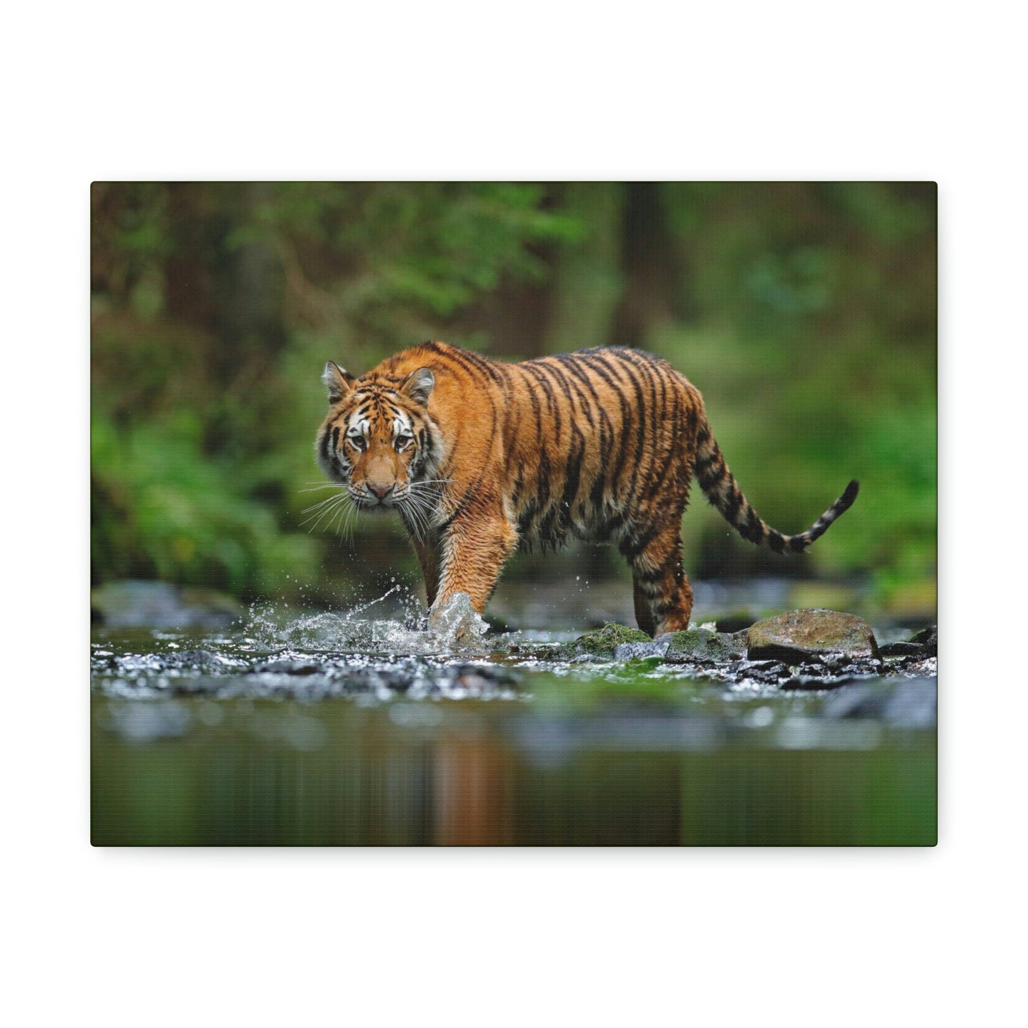 Scripture Walls Tiger Hunting Tiger on Hunt Print Animal Wall Art Wildlife Canvas Prints Wall Art Ready to Hang Unframed-Express Your Love Gifts