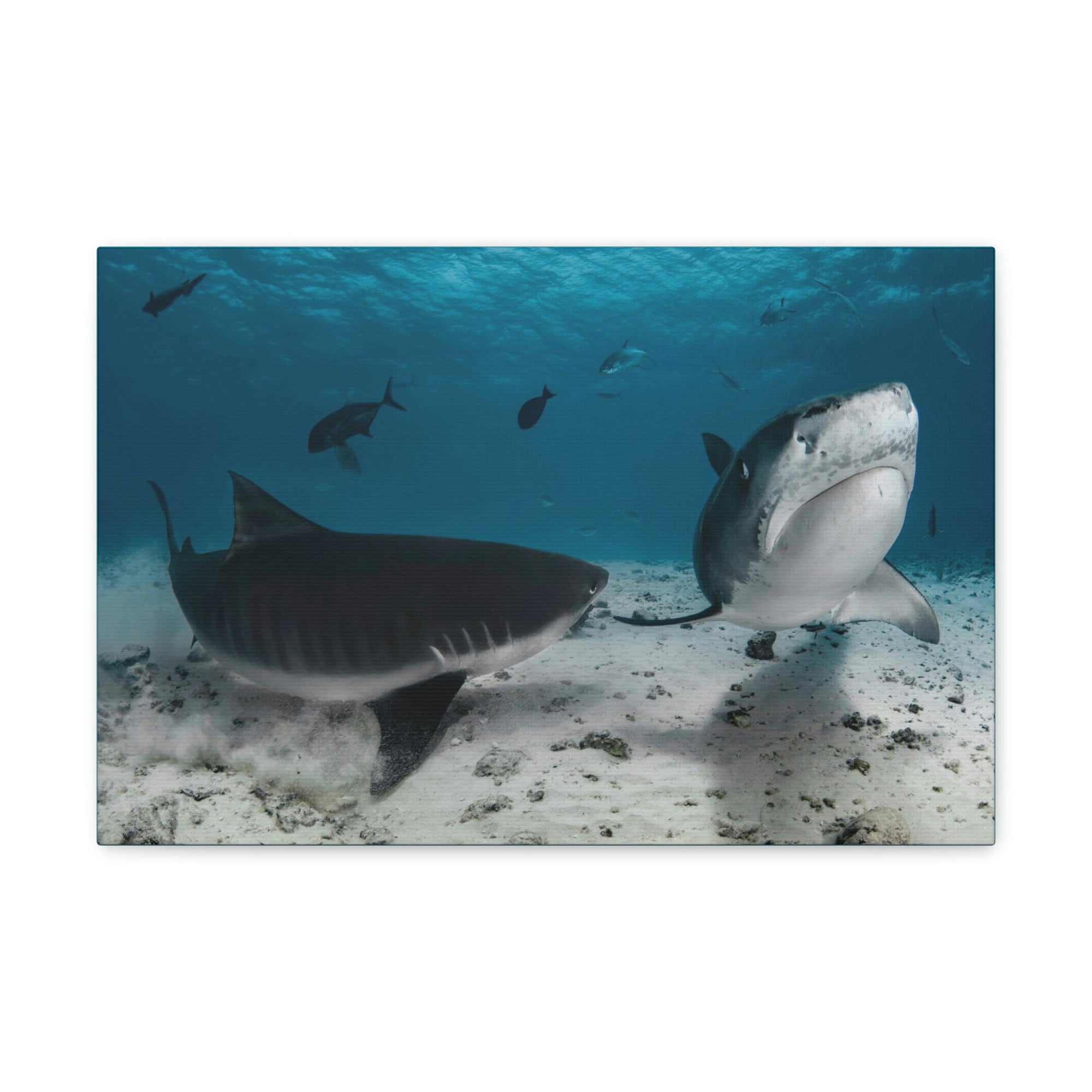 Scripture Walls Tiger Shark Couple Tiger Shark Couple Print Animal Wall Art Wildlife Canvas Prints Wall Art Ready to Hang Unframed-Express Your Love Gifts