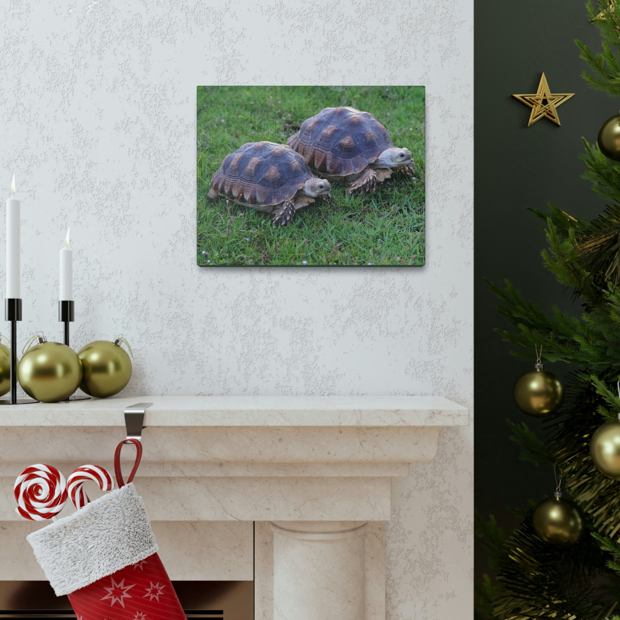 Scripture Walls Tortoise Couple Tortoise Couple Print Animal Wall Art Wildlife Canvas Prints Wall Art Ready to Hang Unframed-Express Your Love Gifts