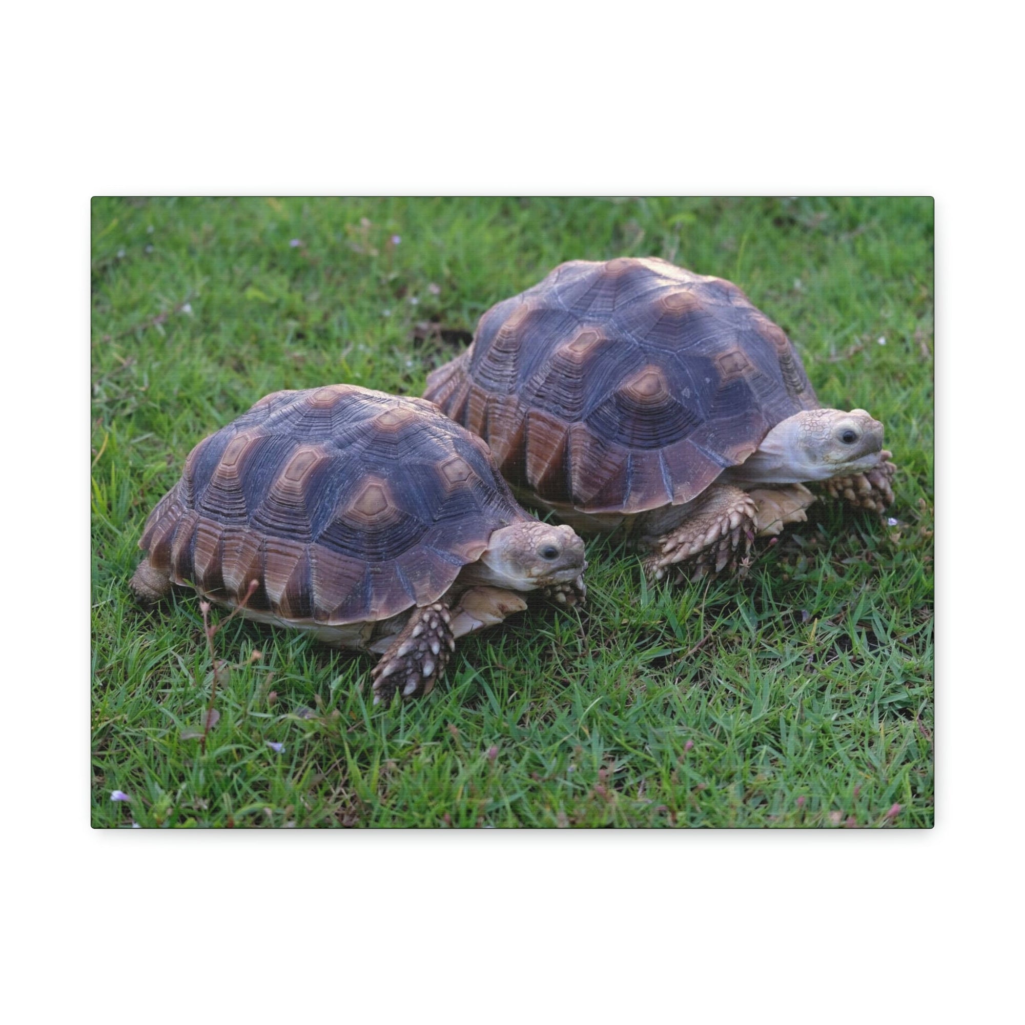 Scripture Walls Tortoise Couple Tortoise Couple Print Animal Wall Art Wildlife Canvas Prints Wall Art Ready to Hang Unframed-Express Your Love Gifts