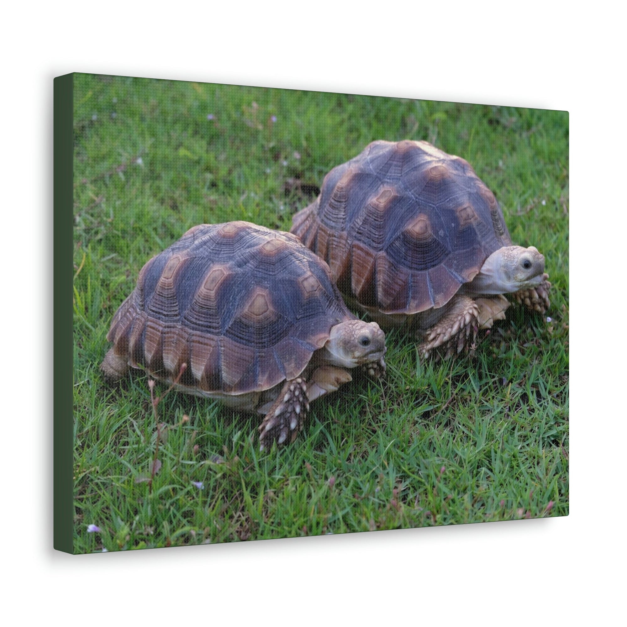 Scripture Walls Tortoise Couple Tortoise Couple Print Animal Wall Art Wildlife Canvas Prints Wall Art Ready to Hang Unframed-Express Your Love Gifts