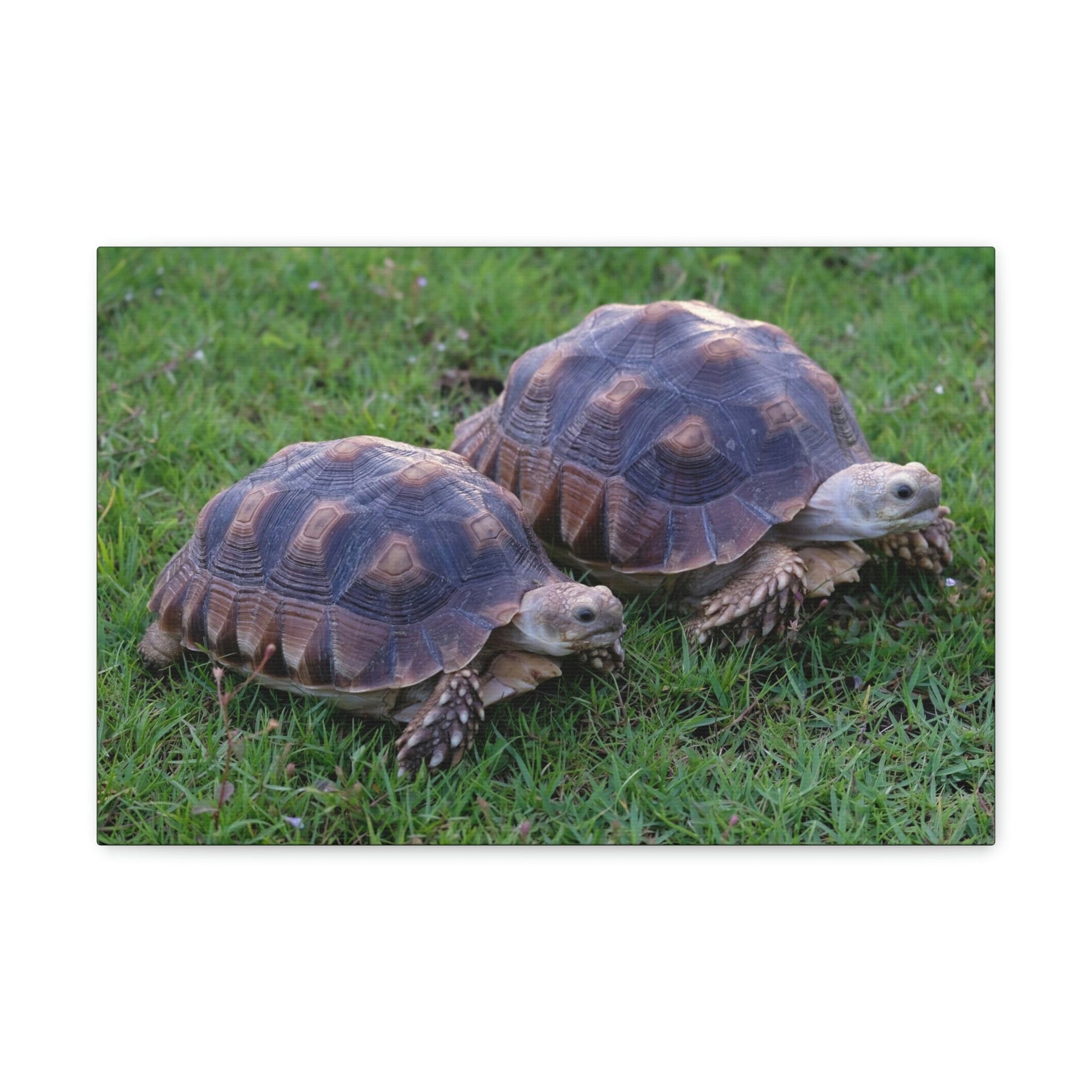 Scripture Walls Tortoise Couple Tortoise Couple Print Animal Wall Art Wildlife Canvas Prints Wall Art Ready to Hang Unframed-Express Your Love Gifts