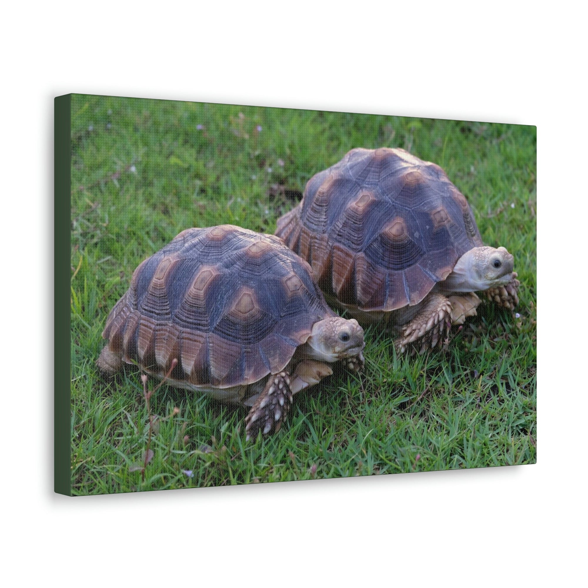 Scripture Walls Tortoise Couple Tortoise Couple Print Animal Wall Art Wildlife Canvas Prints Wall Art Ready to Hang Unframed-Express Your Love Gifts