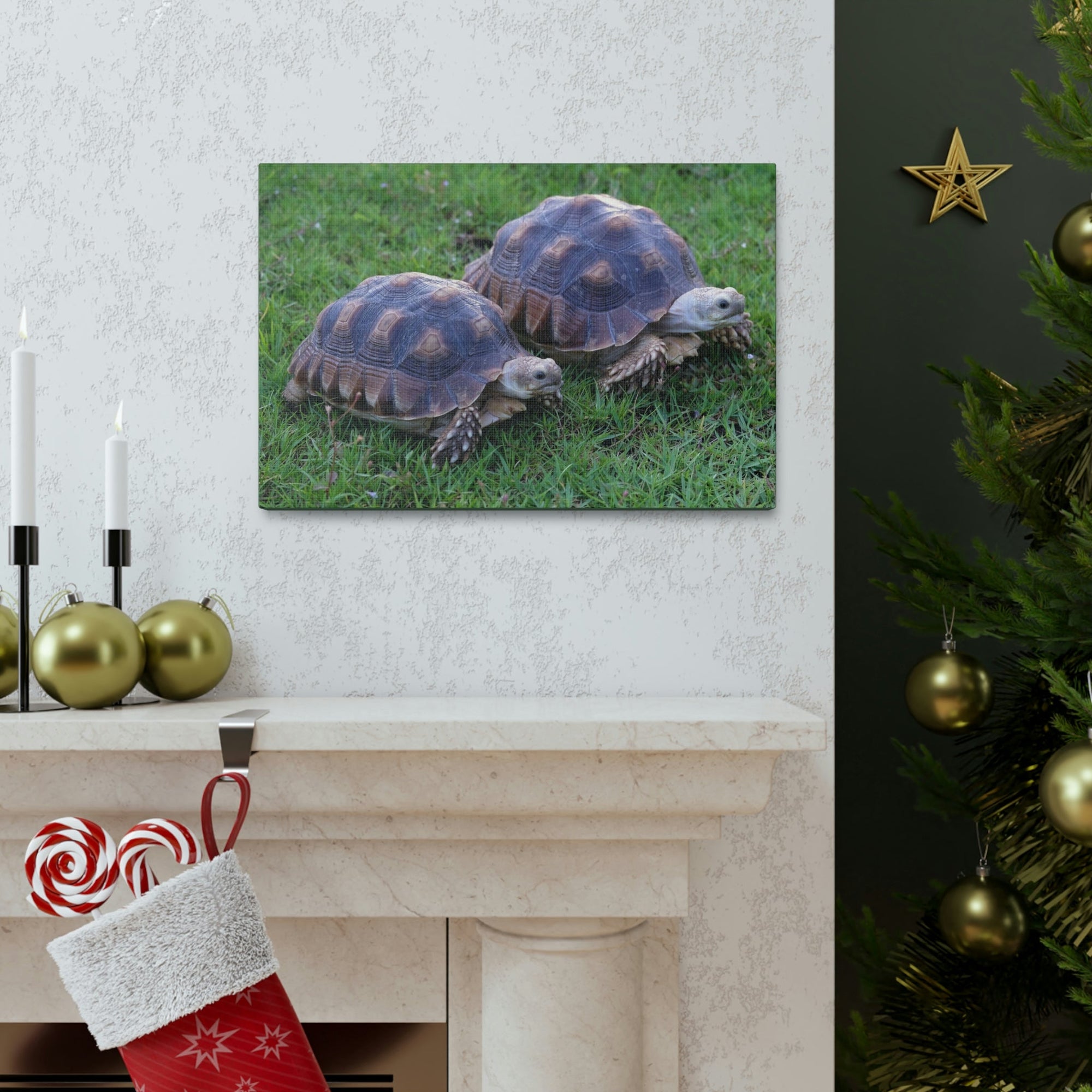 Scripture Walls Tortoise Couple Tortoise Couple Print Animal Wall Art Wildlife Canvas Prints Wall Art Ready to Hang Unframed-Express Your Love Gifts