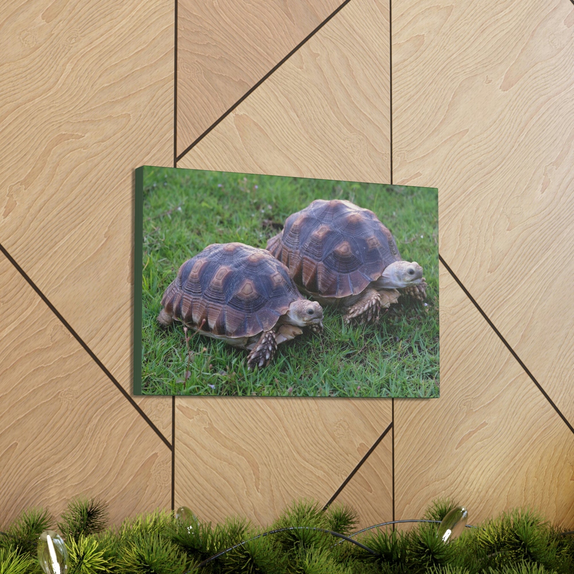 Scripture Walls Tortoise Couple Tortoise Couple Print Animal Wall Art Wildlife Canvas Prints Wall Art Ready to Hang Unframed-Express Your Love Gifts