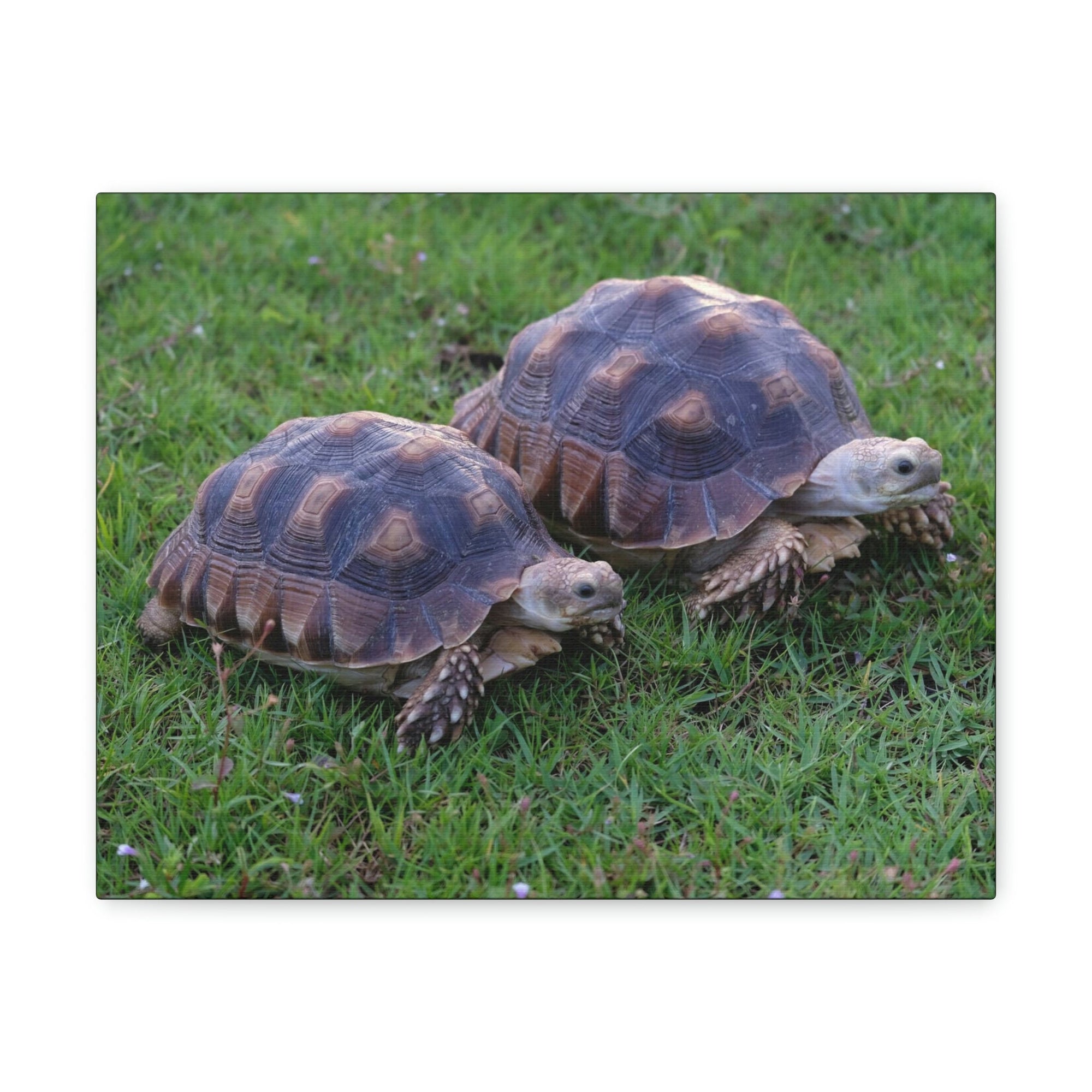 Scripture Walls Tortoise Couple Tortoise Couple Print Animal Wall Art Wildlife Canvas Prints Wall Art Ready to Hang Unframed-Express Your Love Gifts