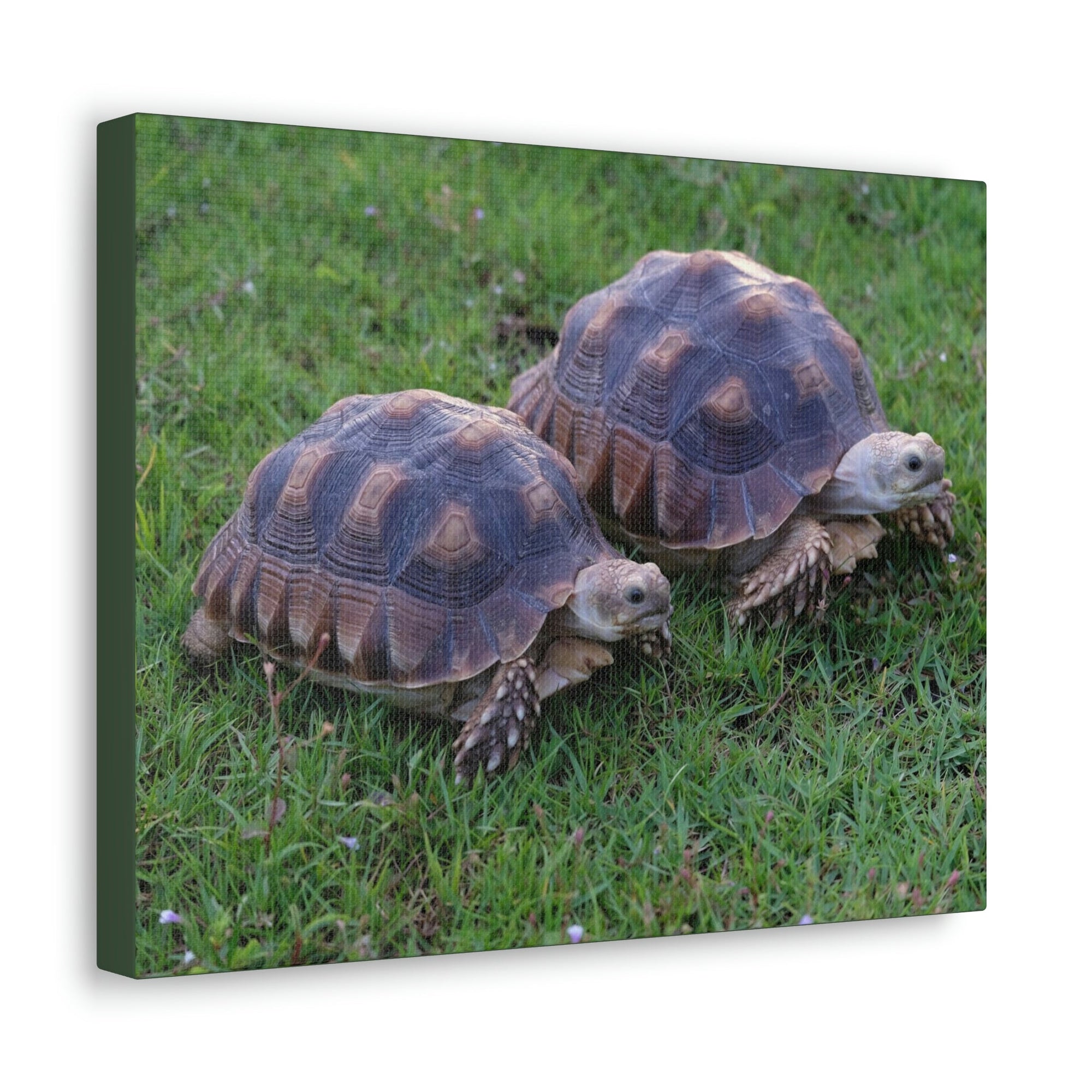 Scripture Walls Tortoise Couple Tortoise Couple Print Animal Wall Art Wildlife Canvas Prints Wall Art Ready to Hang Unframed-Express Your Love Gifts