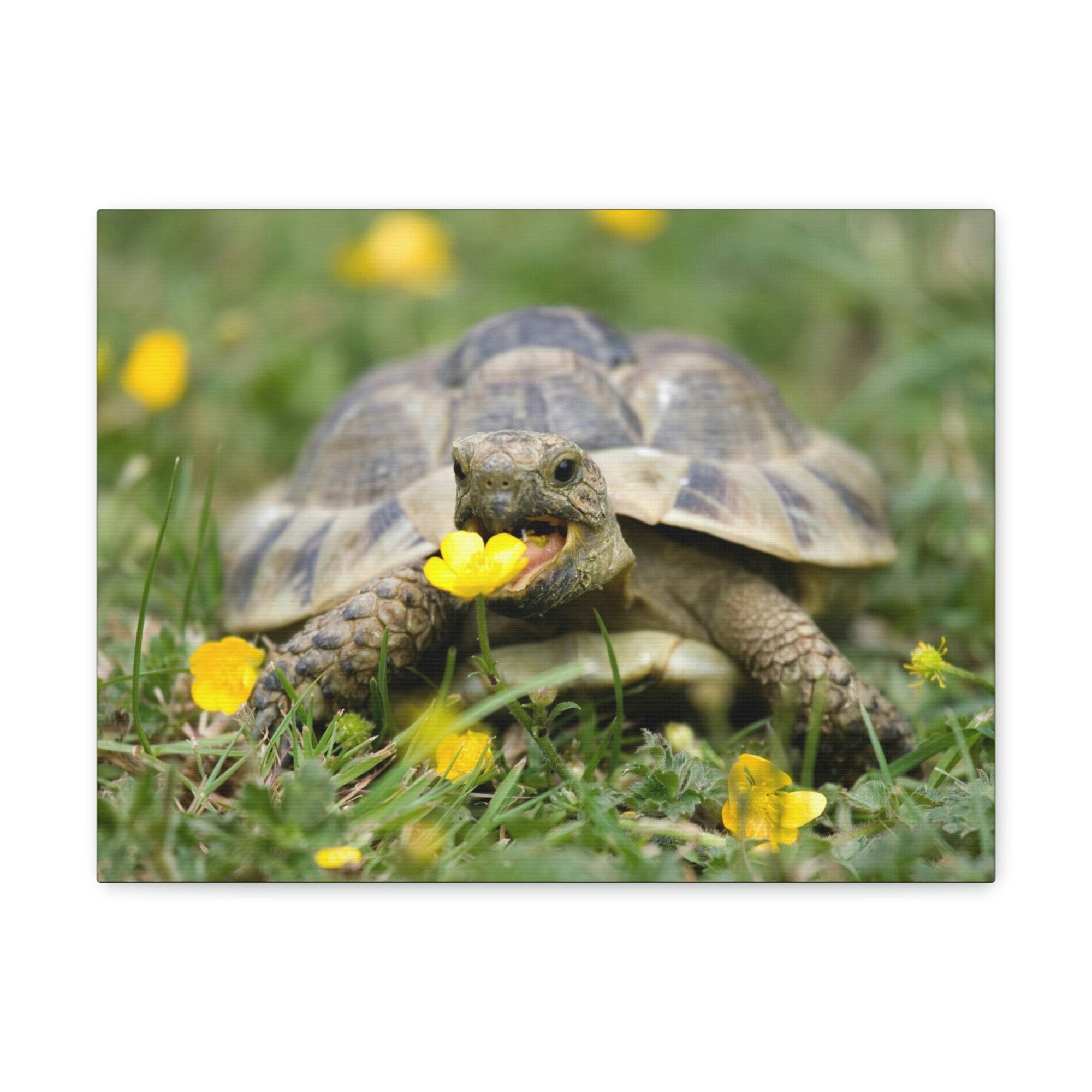 Scripture Walls Tortoise Hunting Tortoise on Hunt Print Animal Wall Art Wildlife Canvas Prints Wall Art Ready to Hang Unframed-Express Your Love Gifts