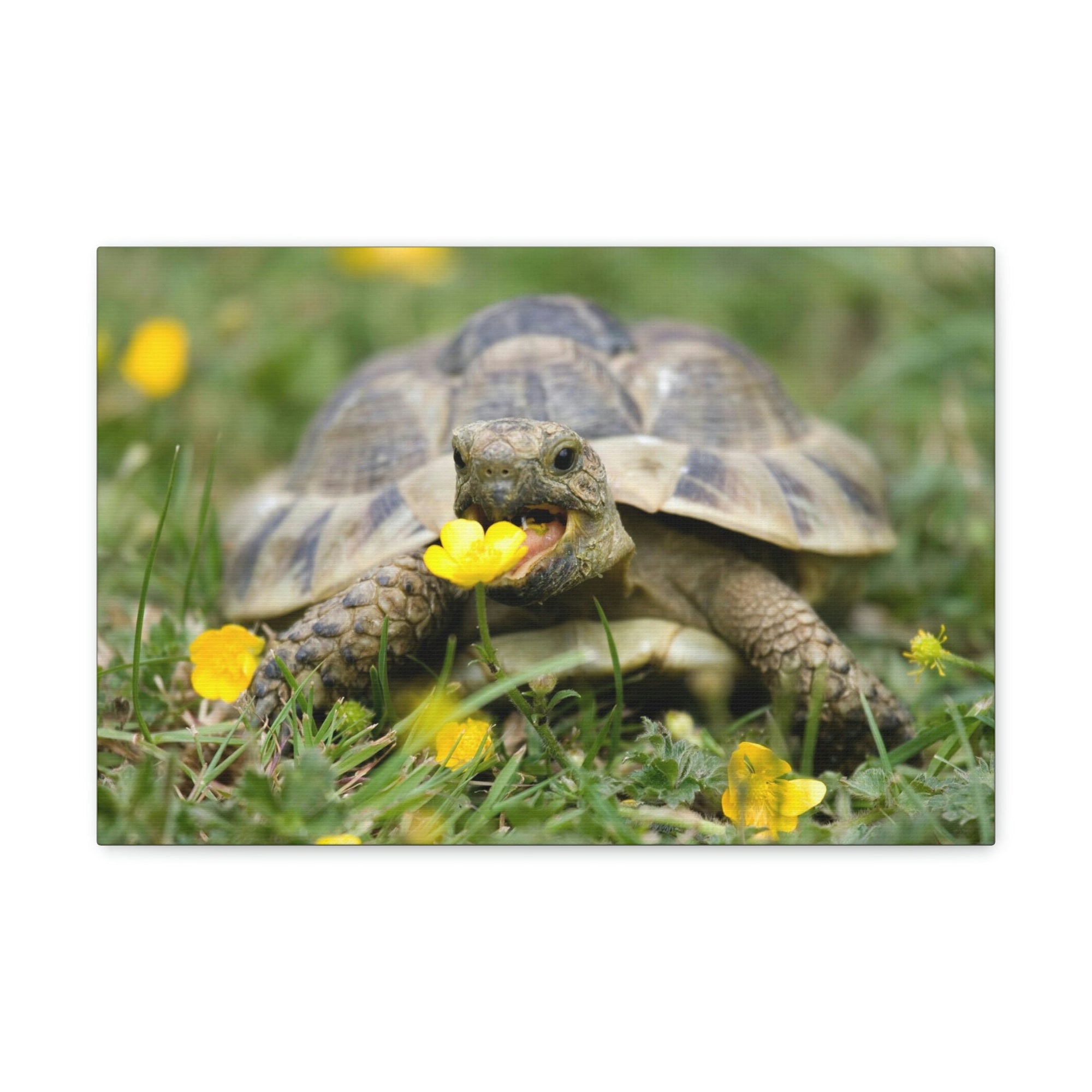 Scripture Walls Tortoise Hunting Tortoise on Hunt Print Animal Wall Art Wildlife Canvas Prints Wall Art Ready to Hang Unframed-Express Your Love Gifts