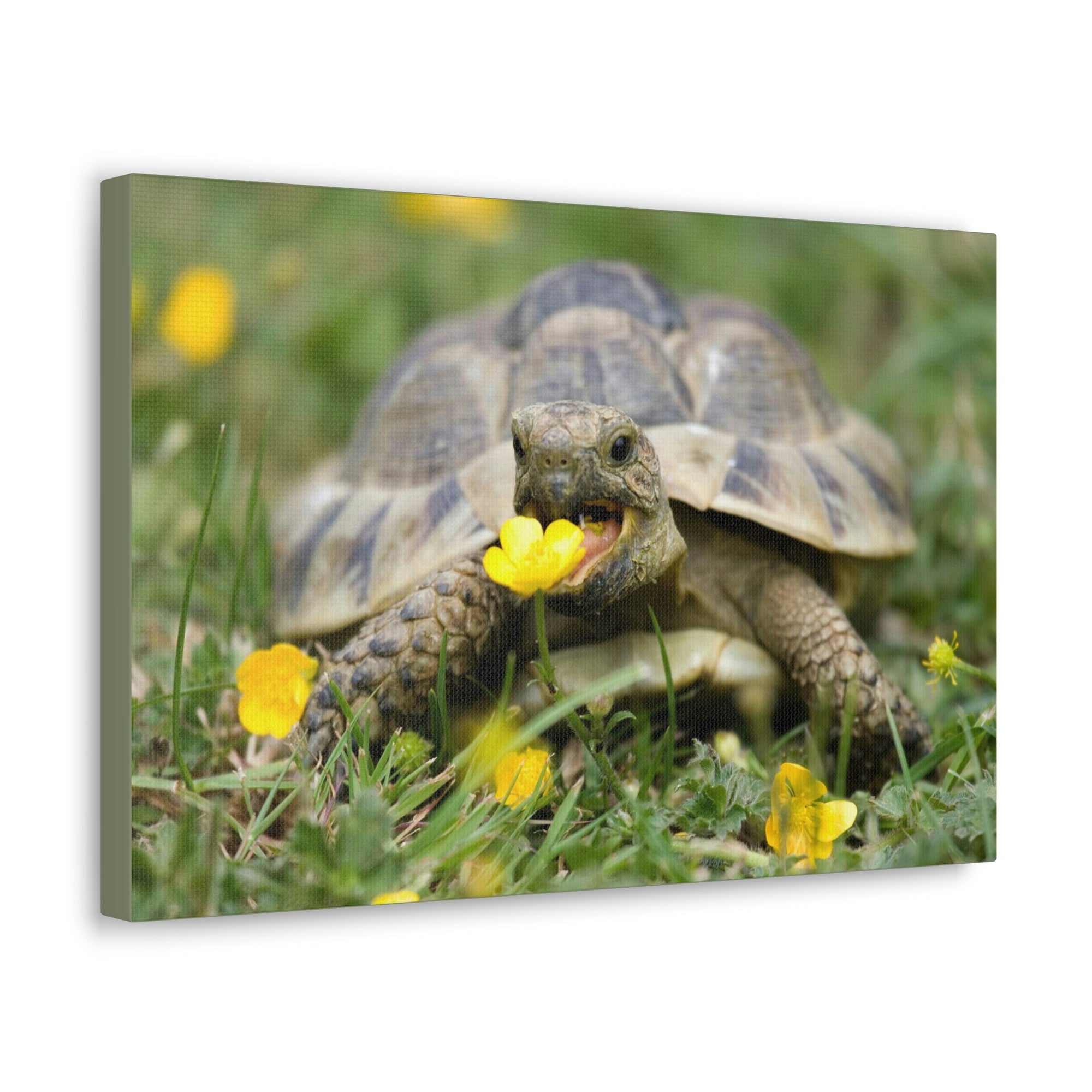 Scripture Walls Tortoise Hunting Tortoise on Hunt Print Animal Wall Art Wildlife Canvas Prints Wall Art Ready to Hang Unframed-Express Your Love Gifts