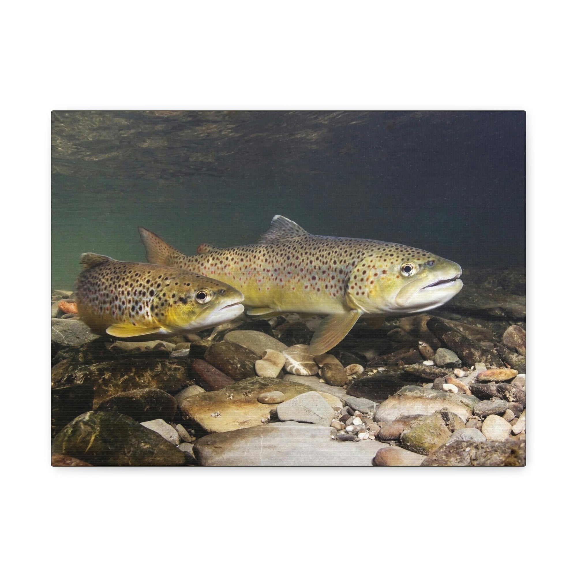 Scripture Walls Trout Couple Trout Couple Print Animal Wall Art Wildlife Canvas Prints Wall Art Ready to Hang Unframed-Express Your Love Gifts