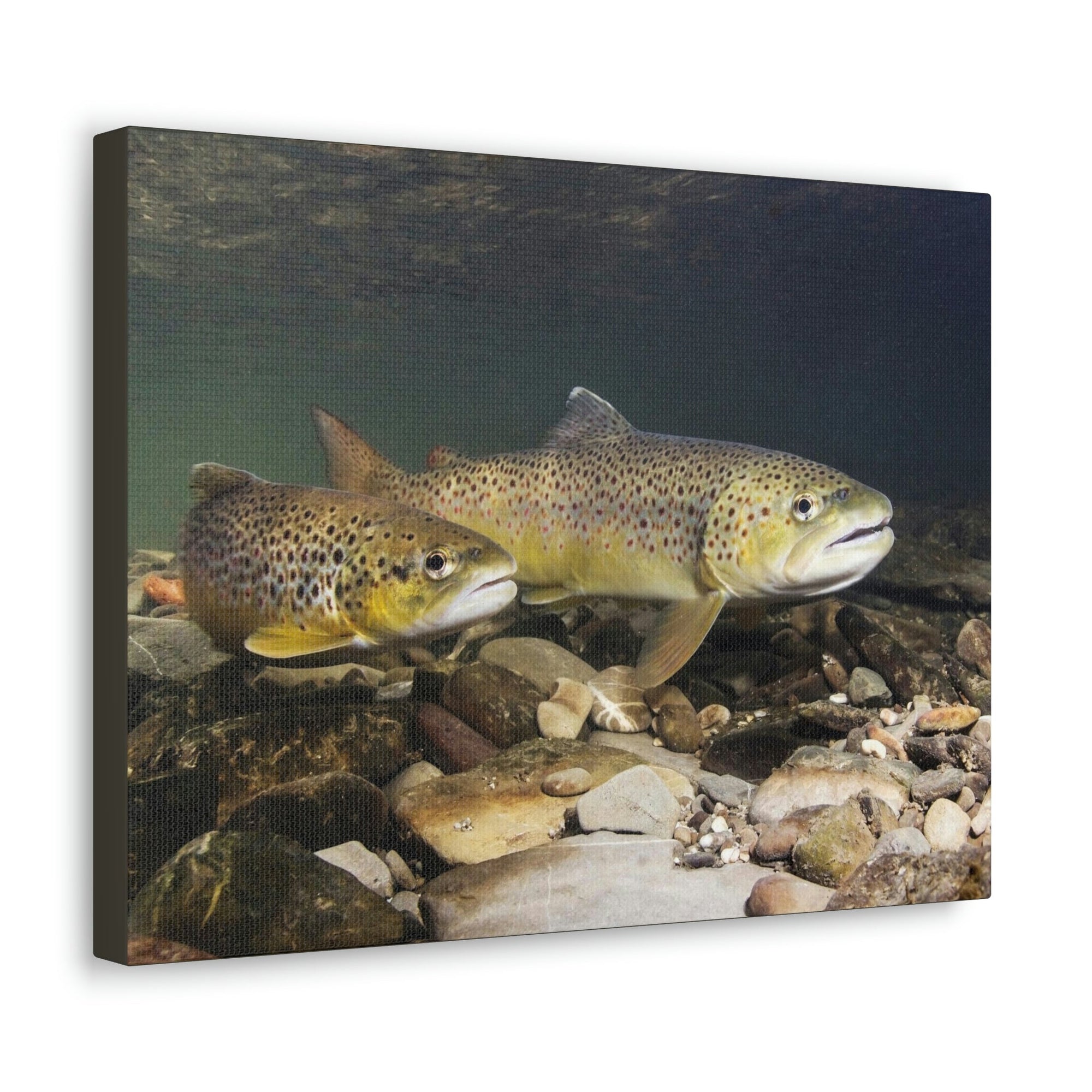 Scripture Walls Trout Couple Trout Couple Print Animal Wall Art Wildlife Canvas Prints Wall Art Ready to Hang Unframed-Express Your Love Gifts